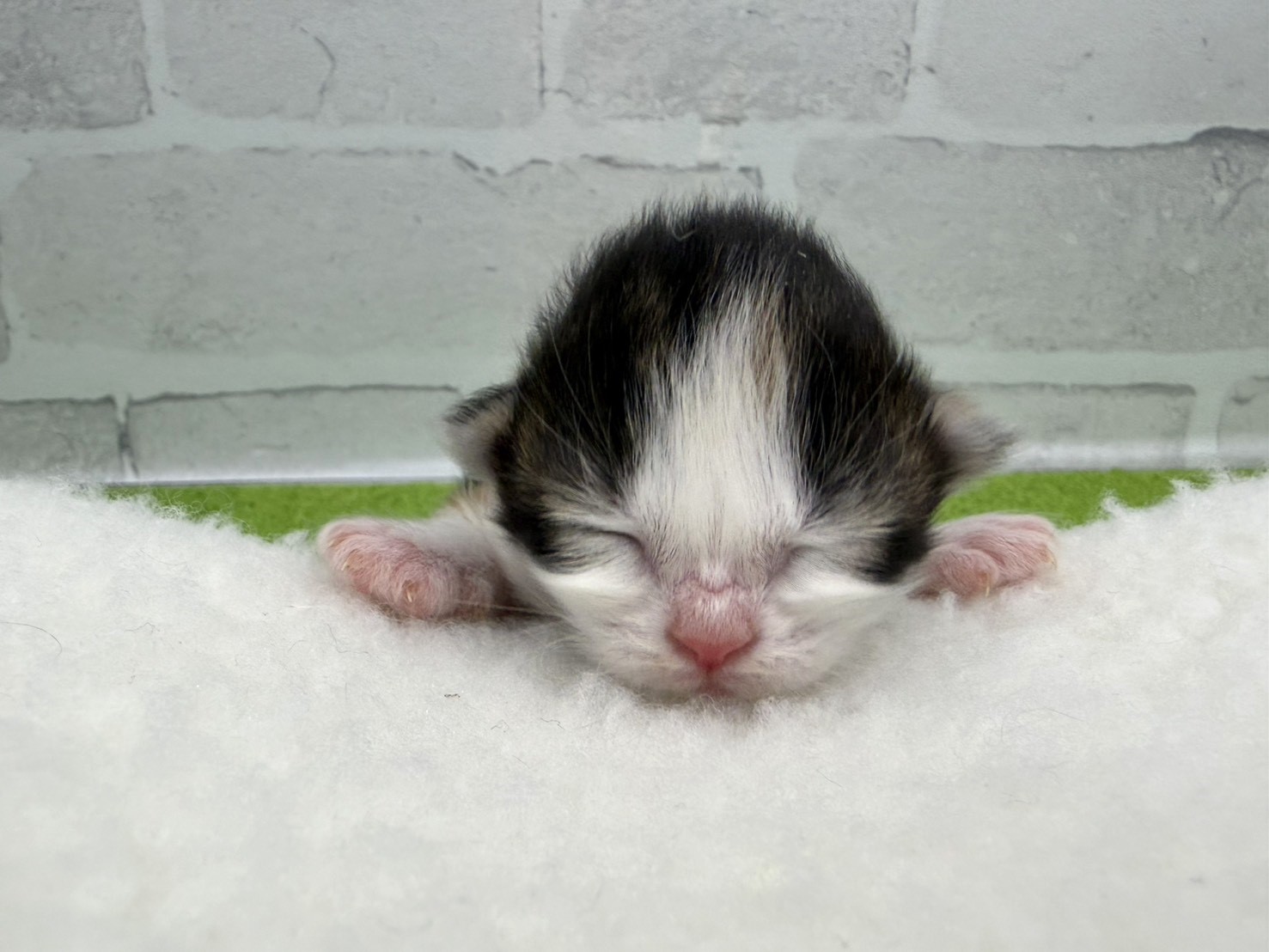 ノルウェージャン・フォレストキャット