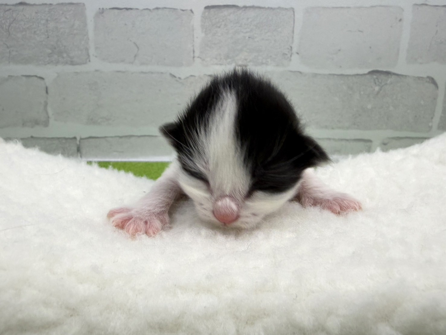 ノルウェージャン・フォレストキャット