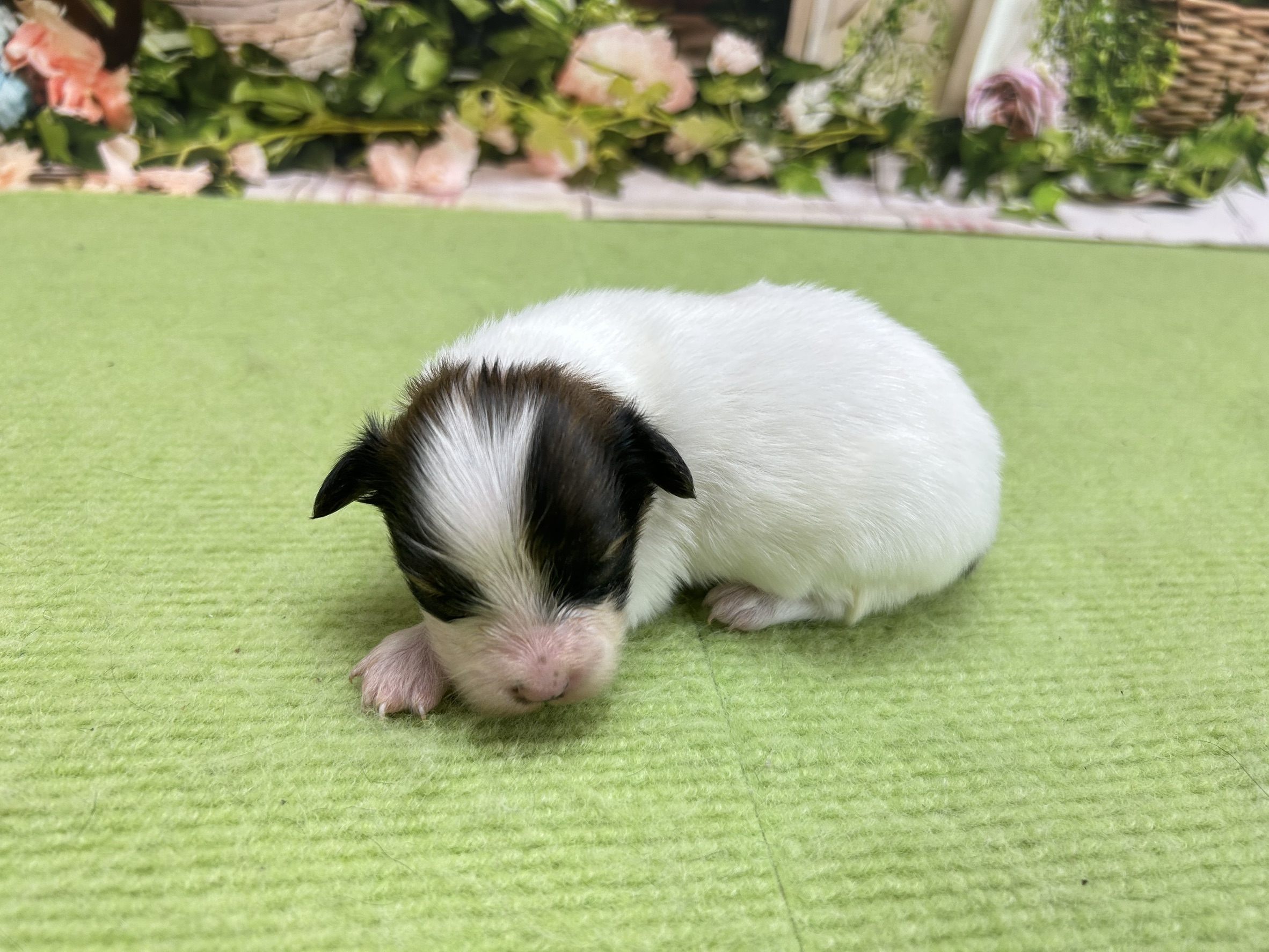 赤ちゃん写真1-2