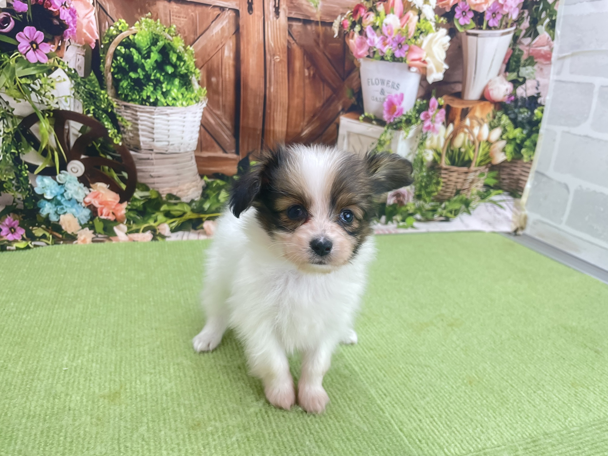 赤ちゃん写真2-1