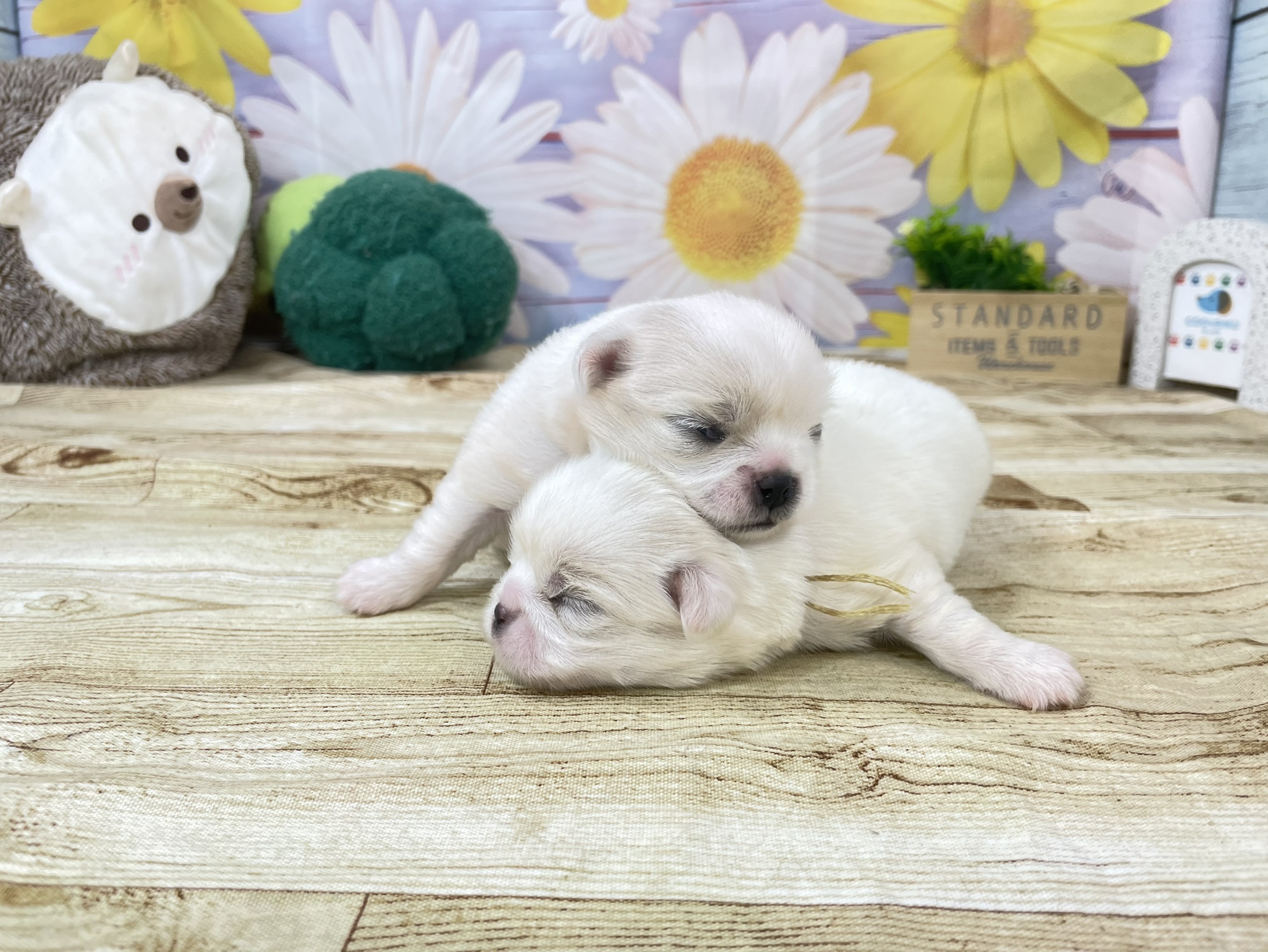 赤ちゃん写真1-3