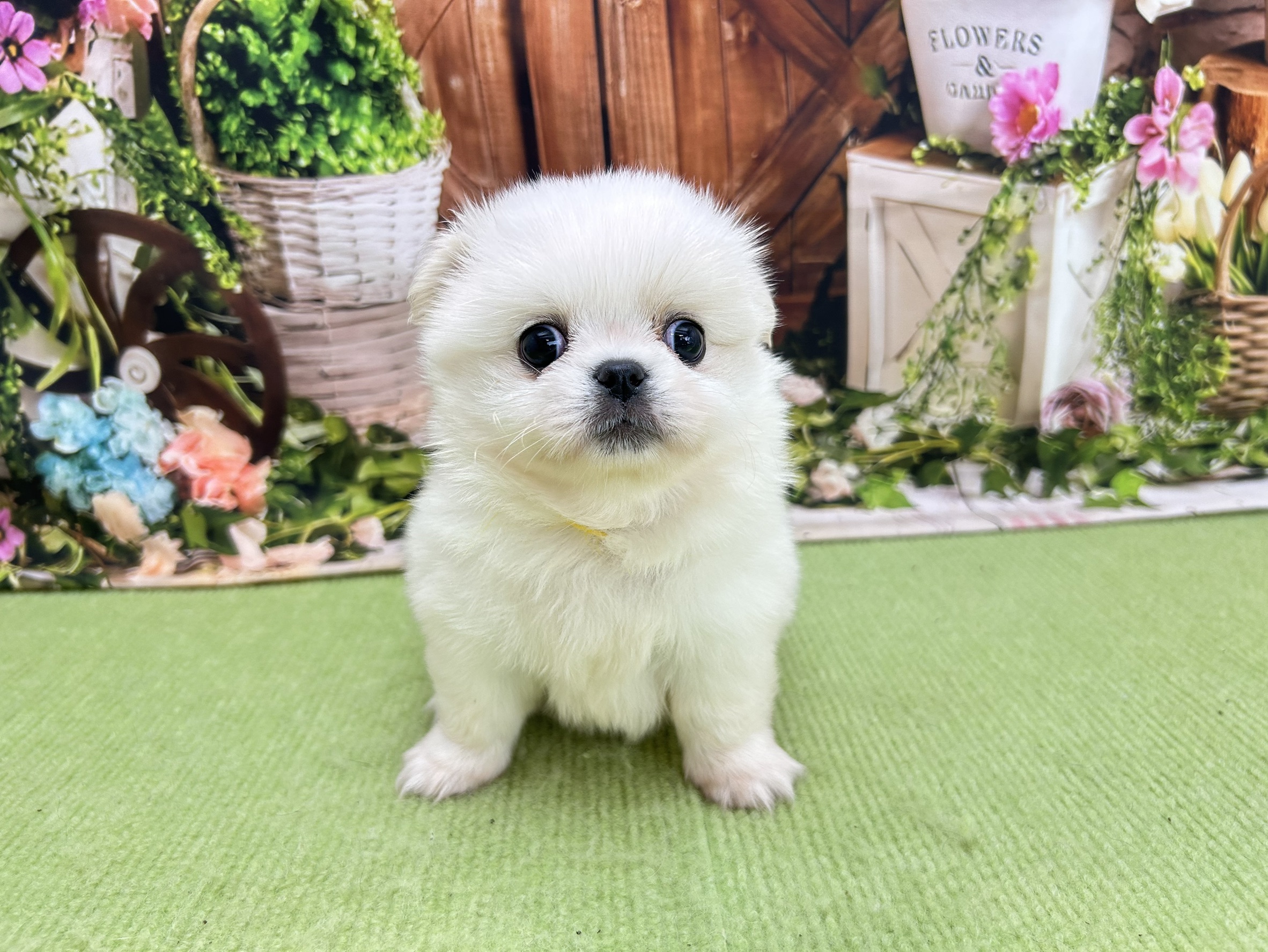 赤ちゃん写真2-1