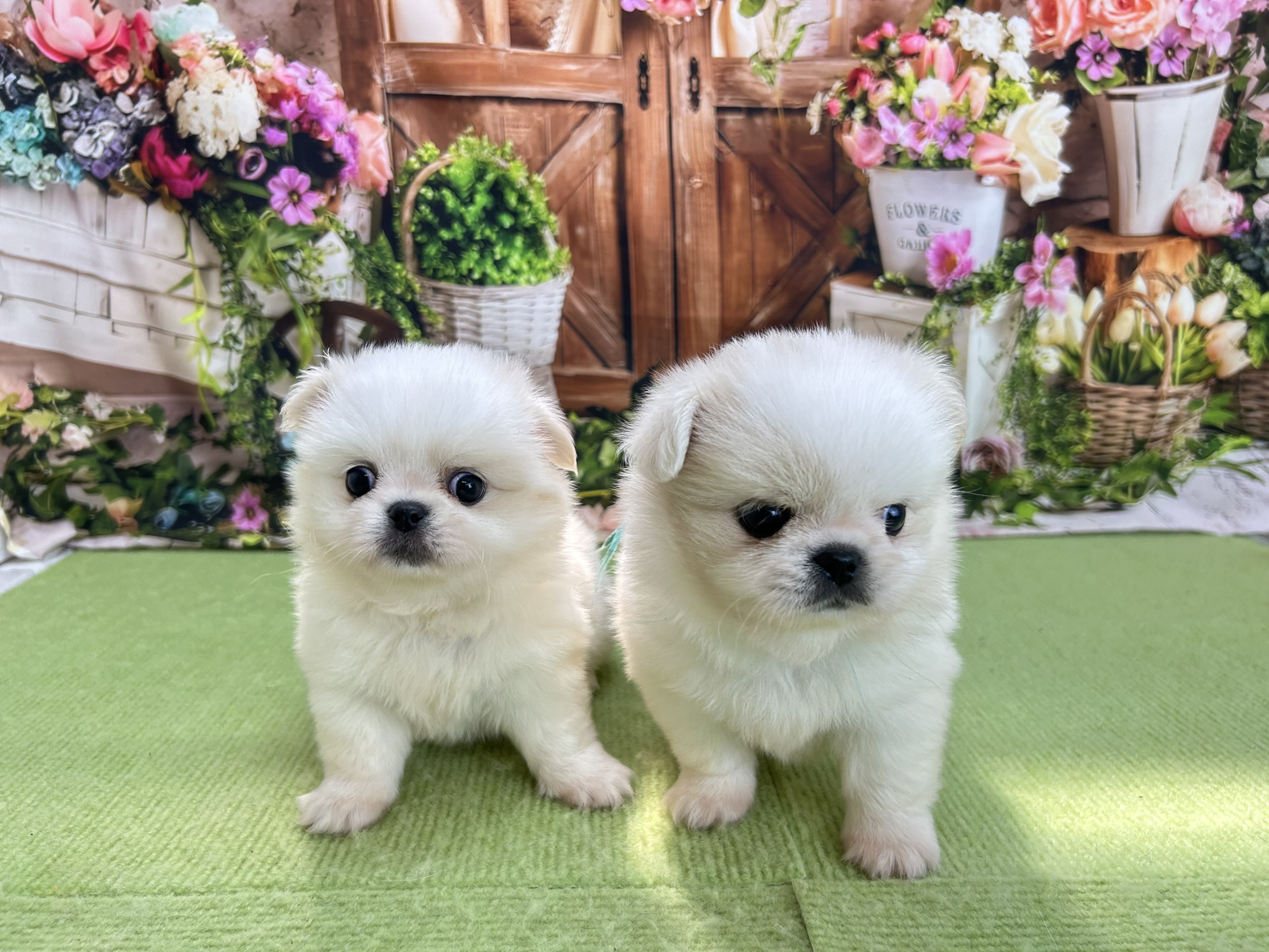 赤ちゃん写真2-3