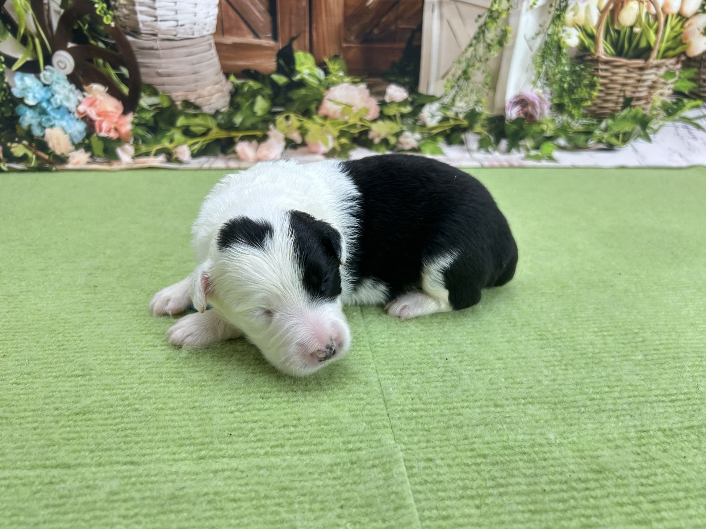 赤ちゃん写真1-2