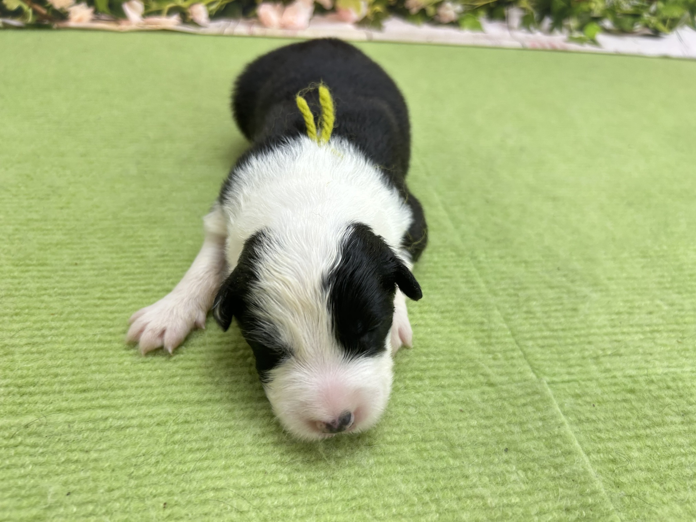 赤ちゃん写真1-1