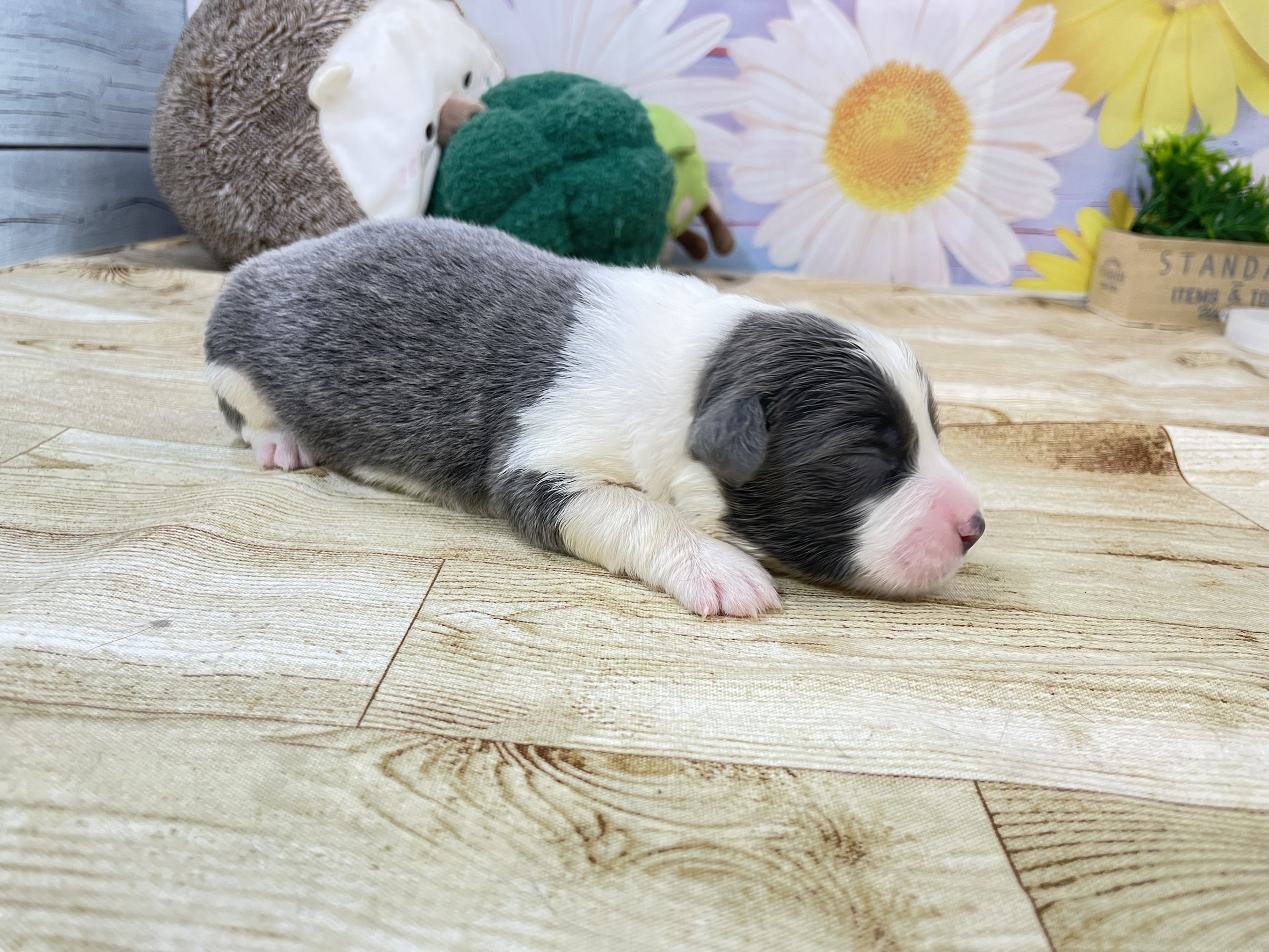 赤ちゃん写真1-2