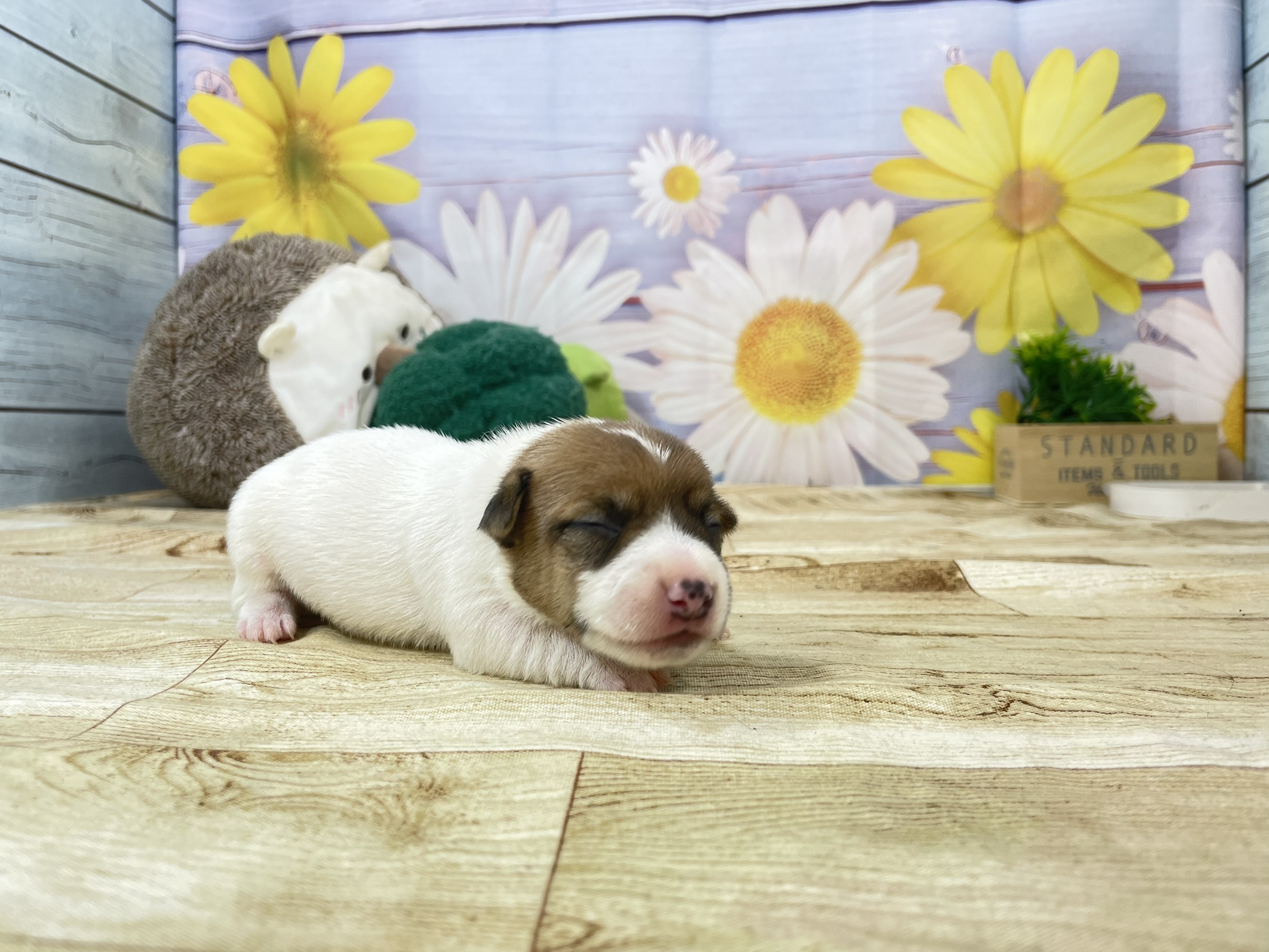 赤ちゃん写真1-2