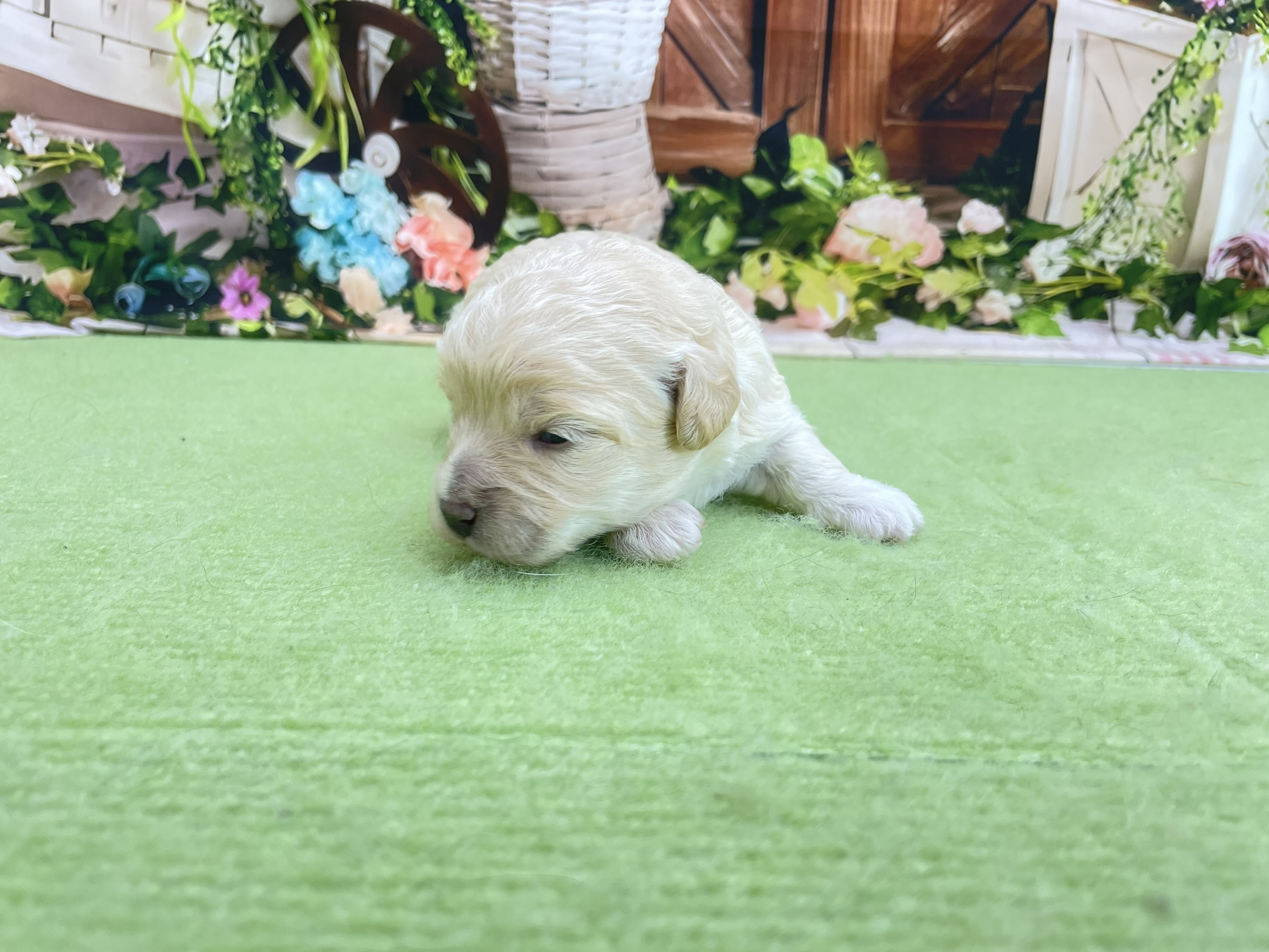 赤ちゃん写真1-1