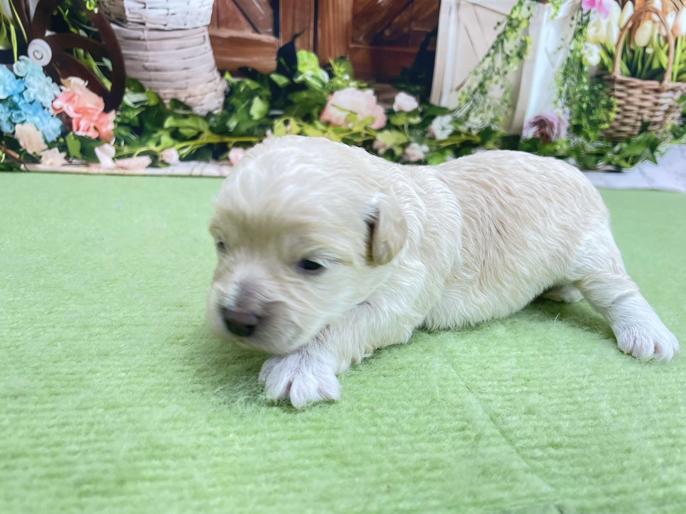 赤ちゃん写真1-2