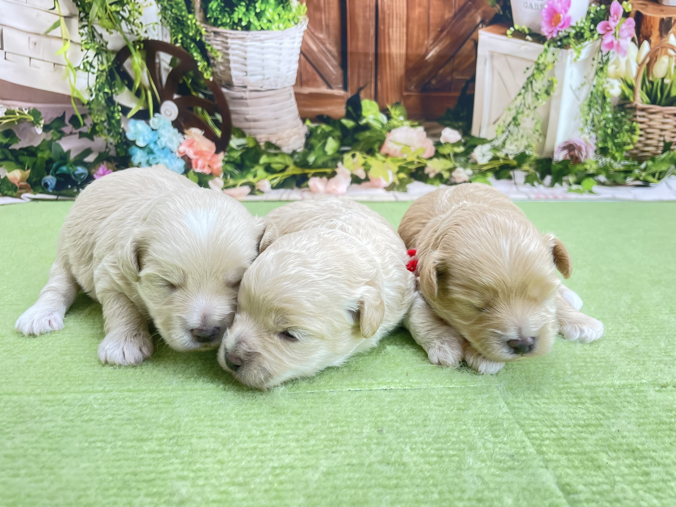 赤ちゃん写真1-3