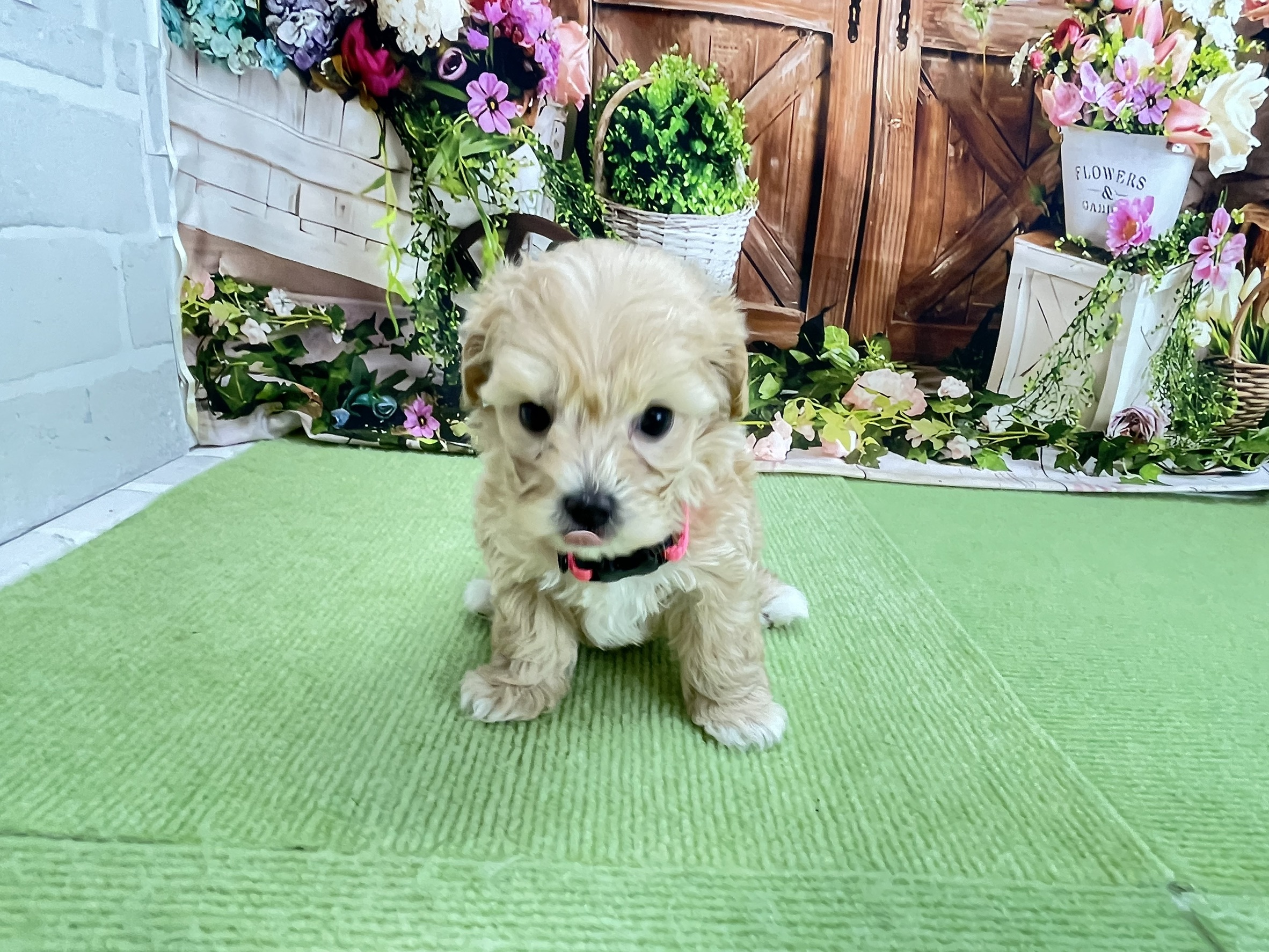 赤ちゃん写真2-1