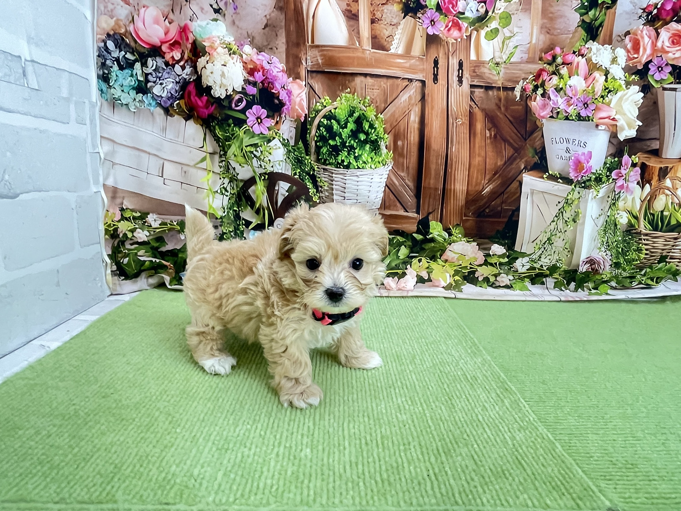 赤ちゃん写真2-2