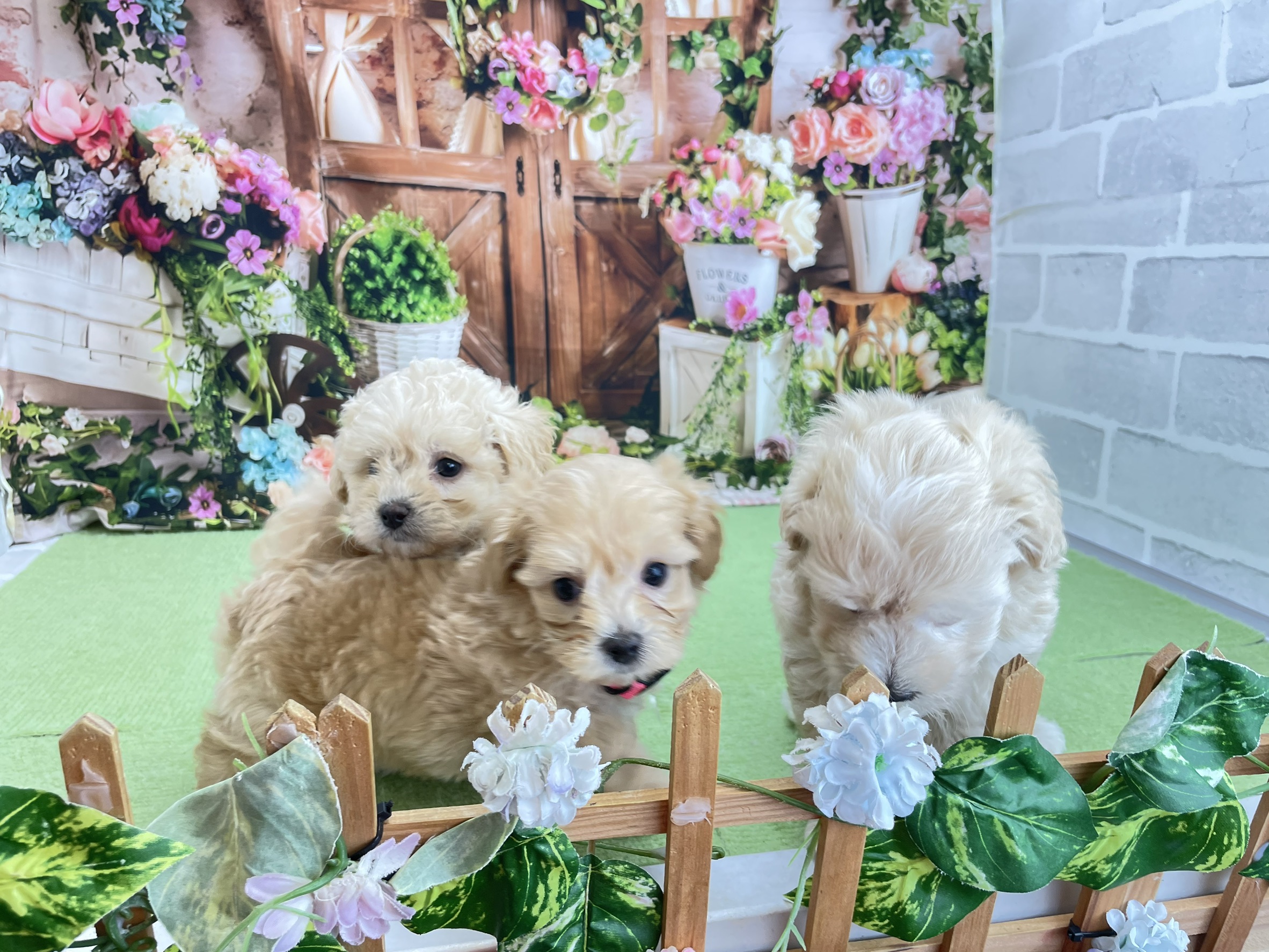 赤ちゃん写真2-3