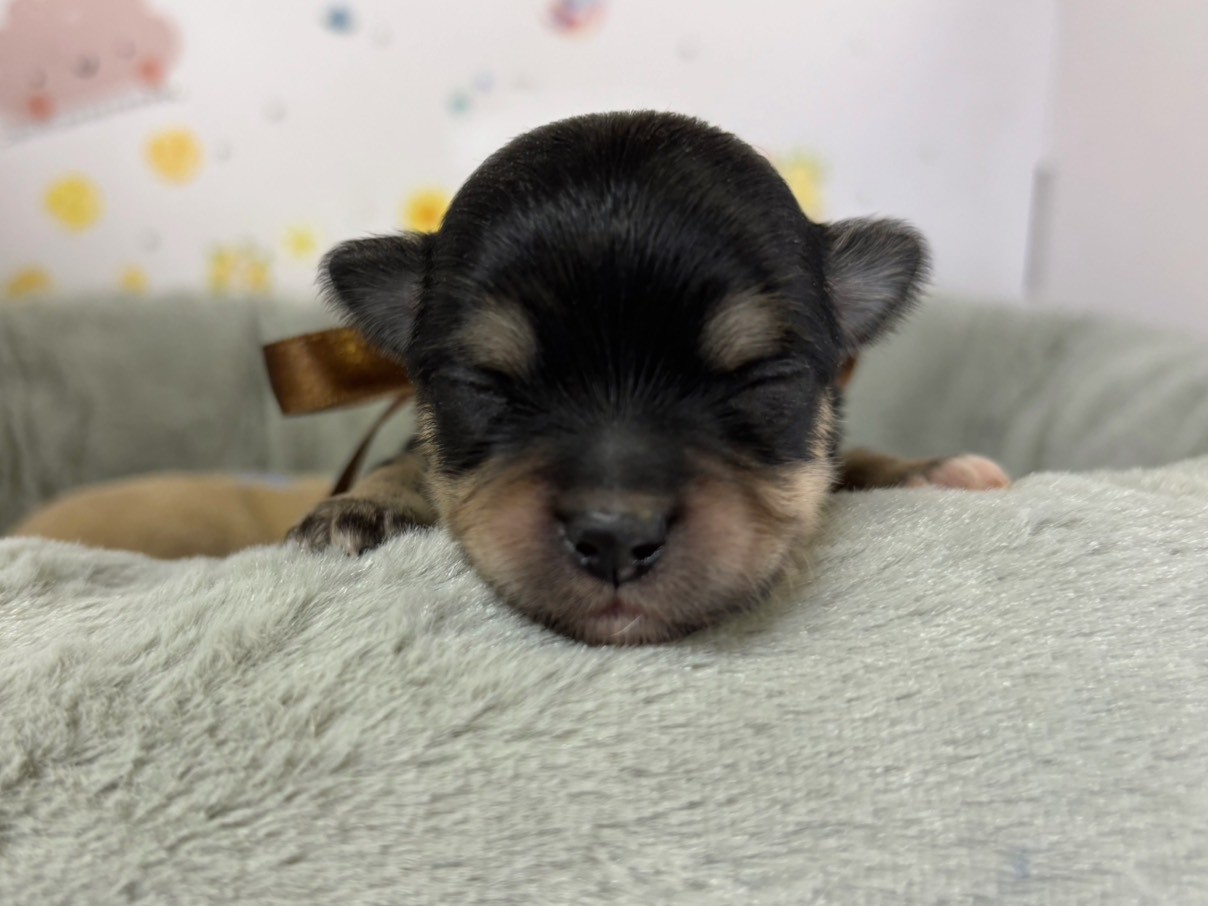 チワワ（ロングコート）