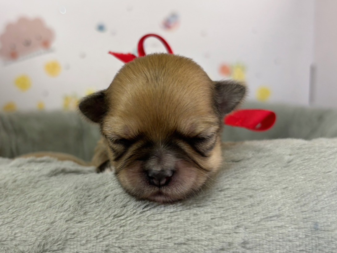 チワワ（ロングコート）