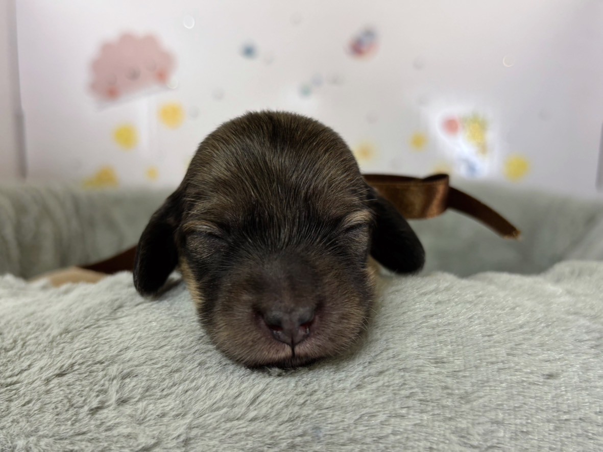 ミニチュア・ダックスフンド