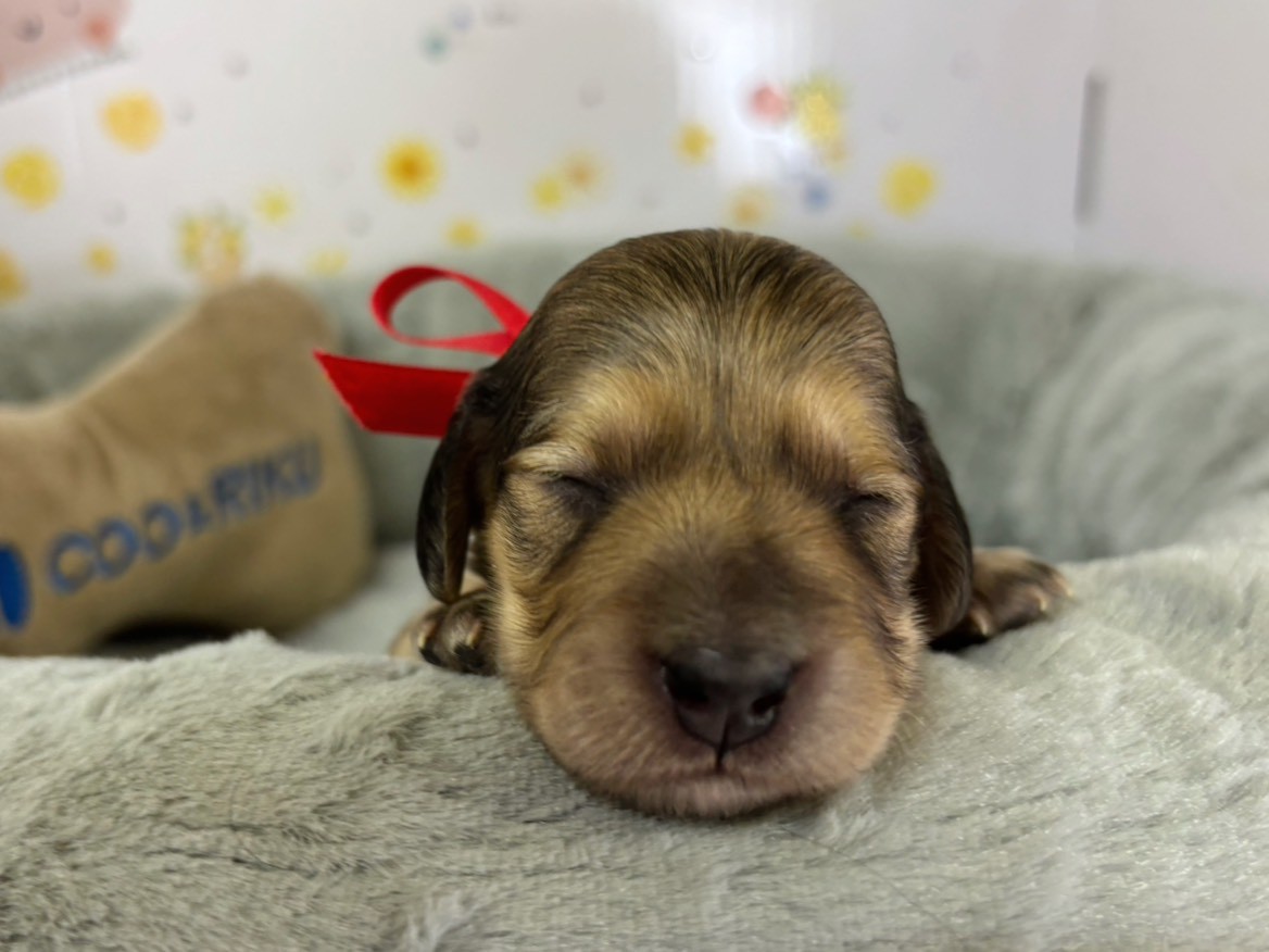 ミニチュア・ダックスフンド