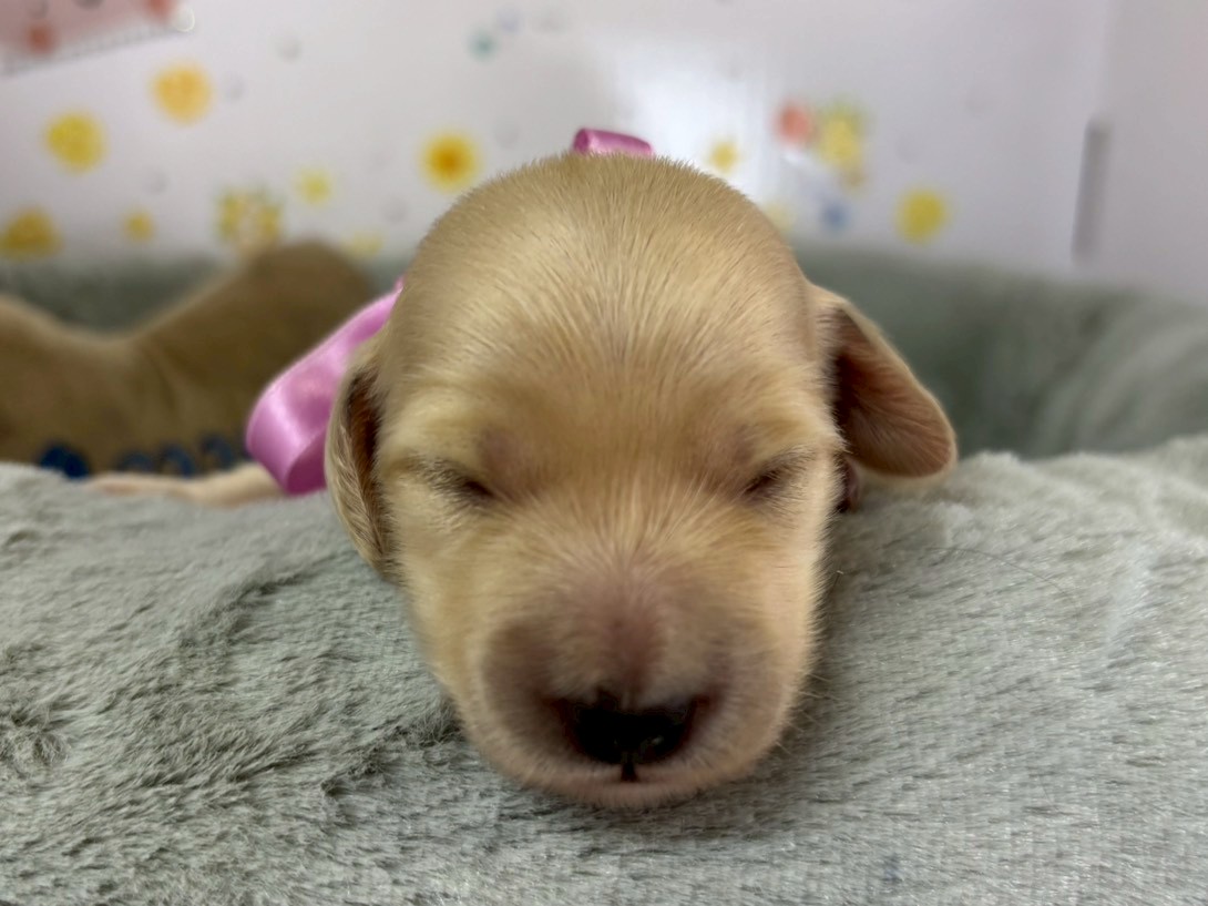 ミニチュア・ダックスフンド