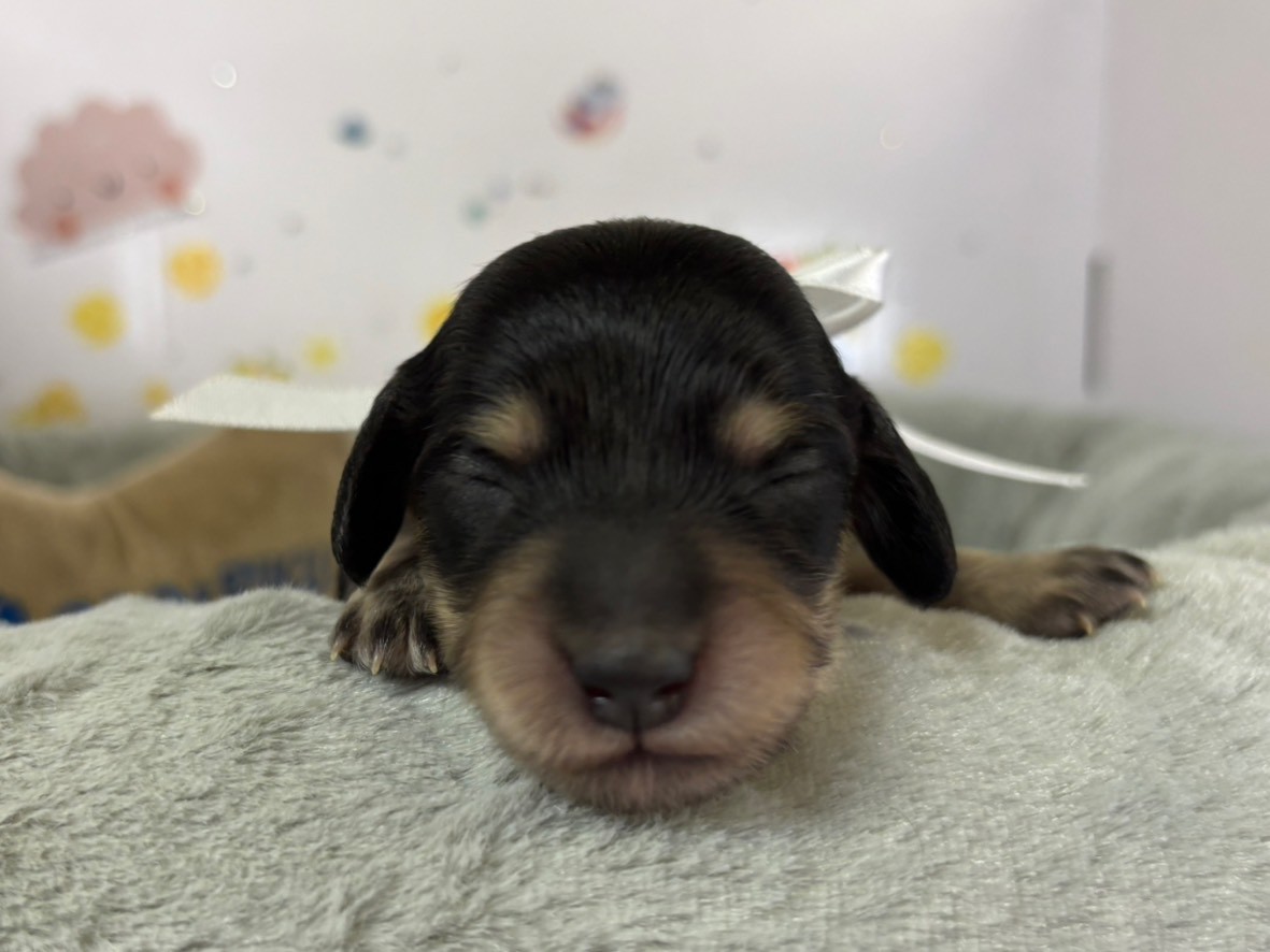 ミニチュア・ダックスフンド