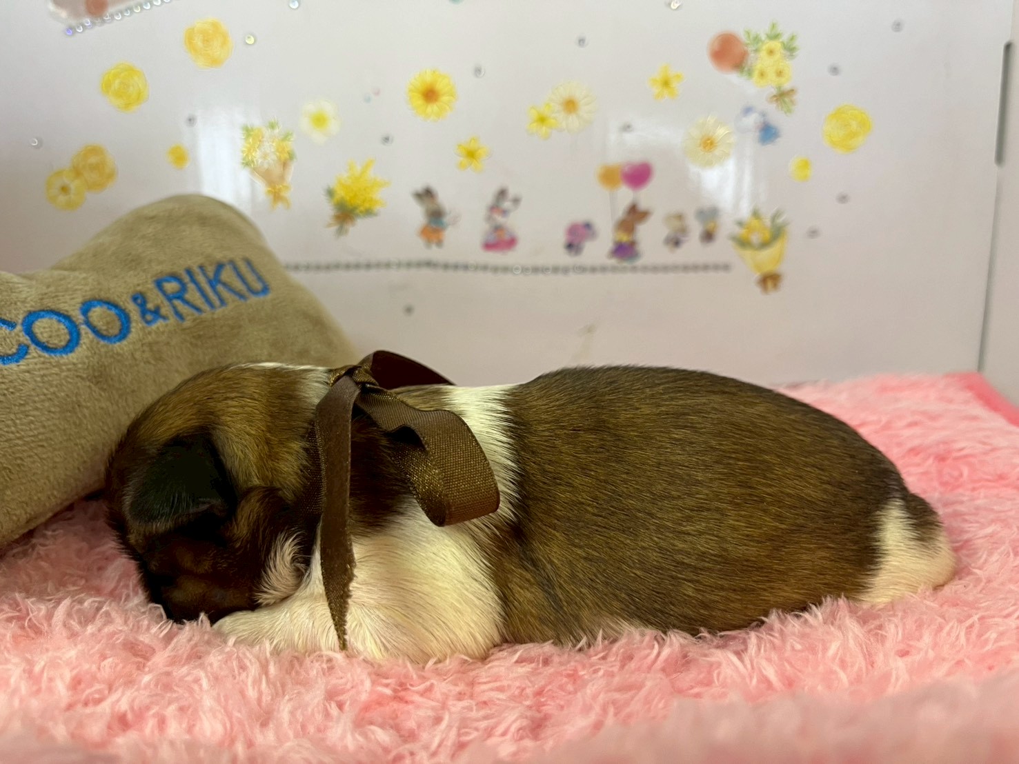 赤ちゃん写真1-2