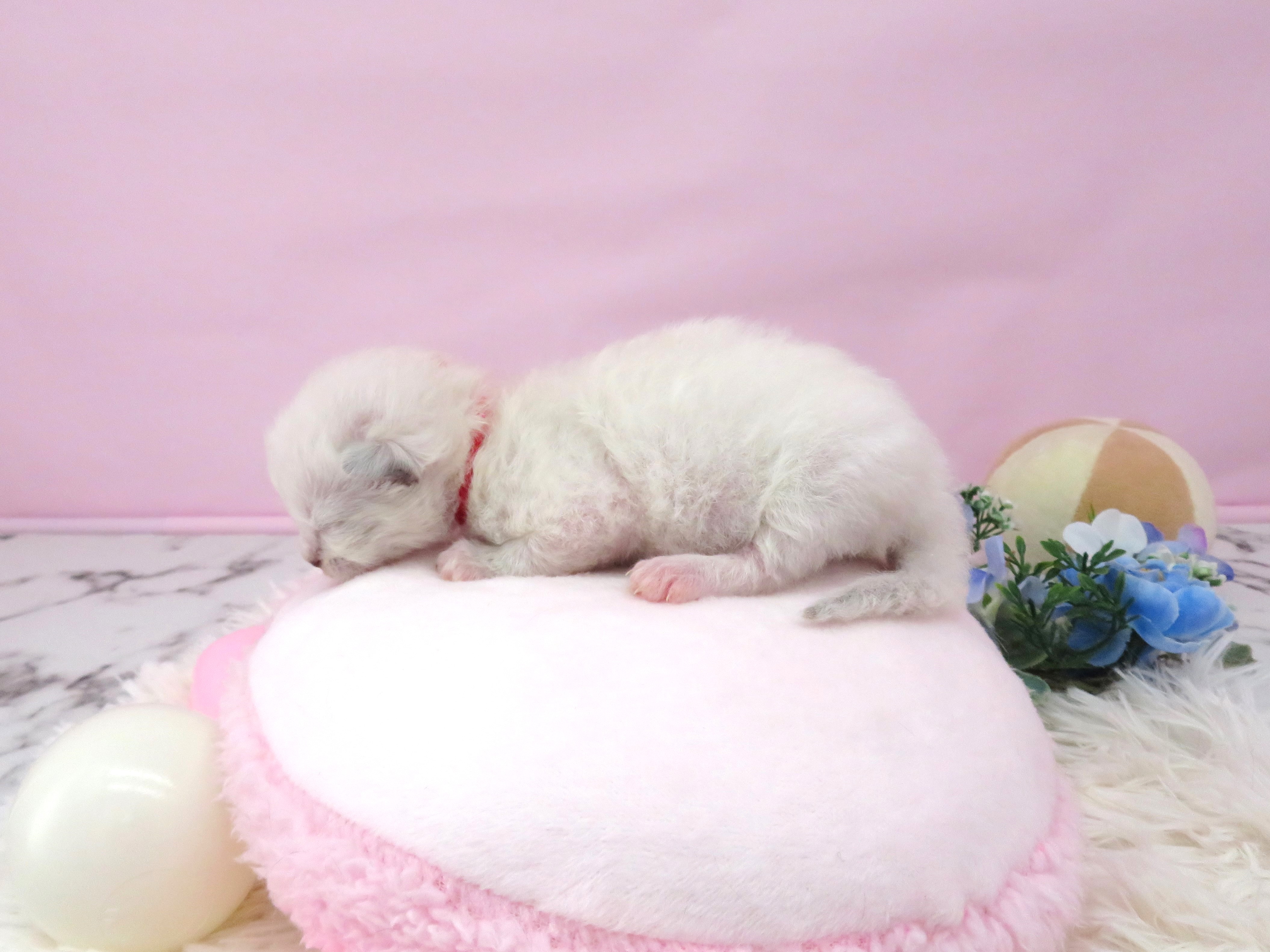 赤ちゃん写真1-2