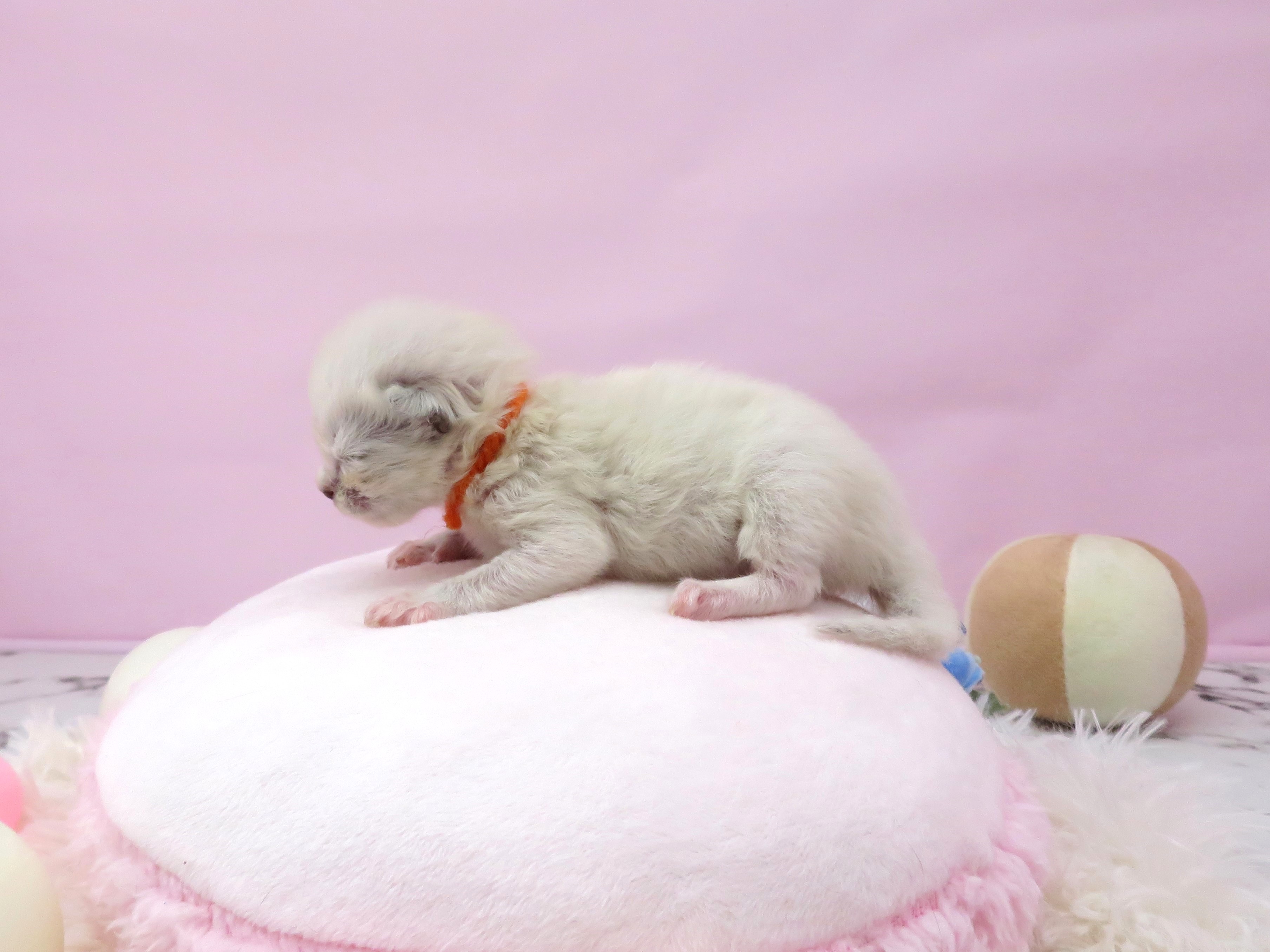 赤ちゃん写真1-2