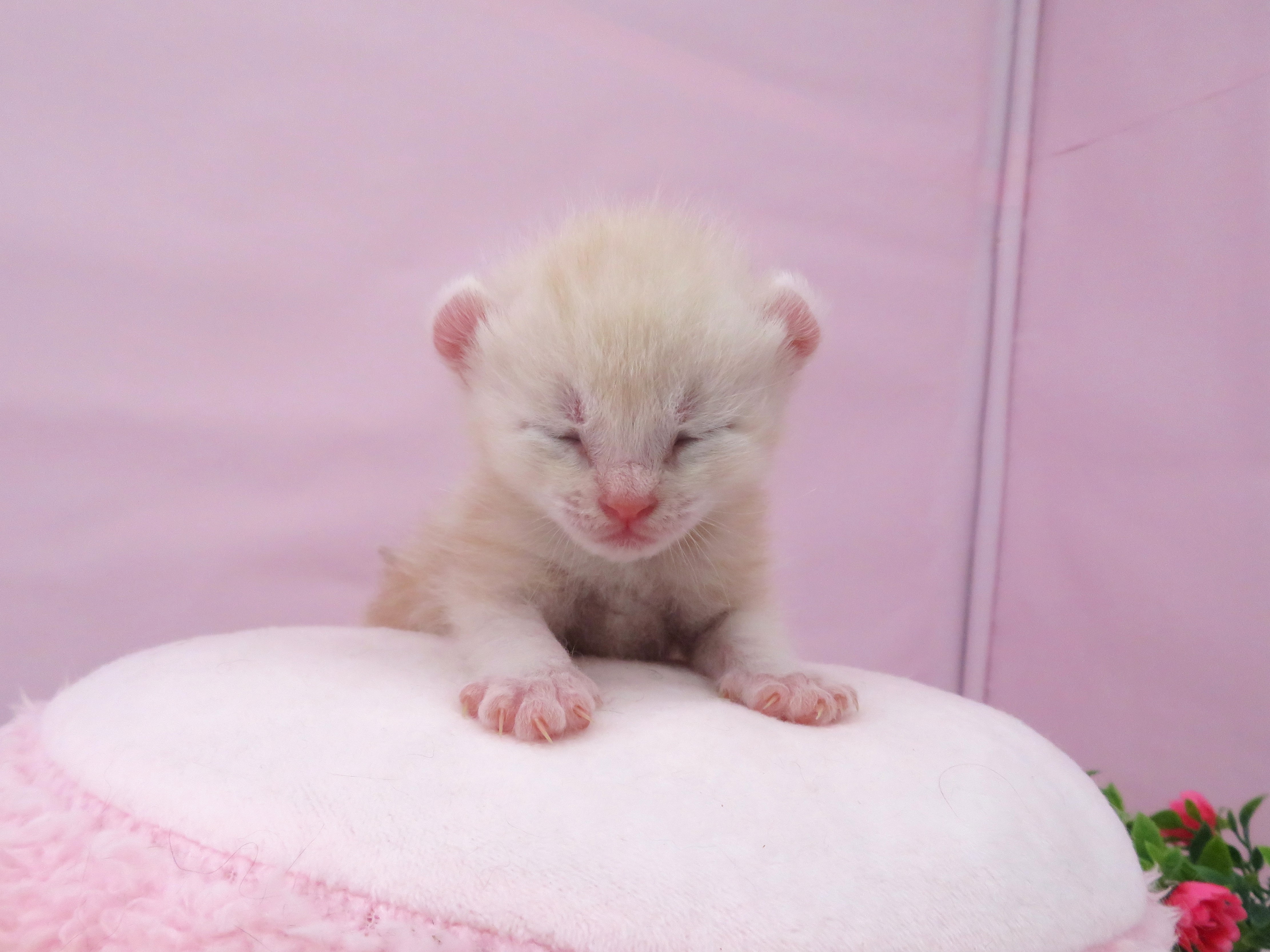 アメリカンカール