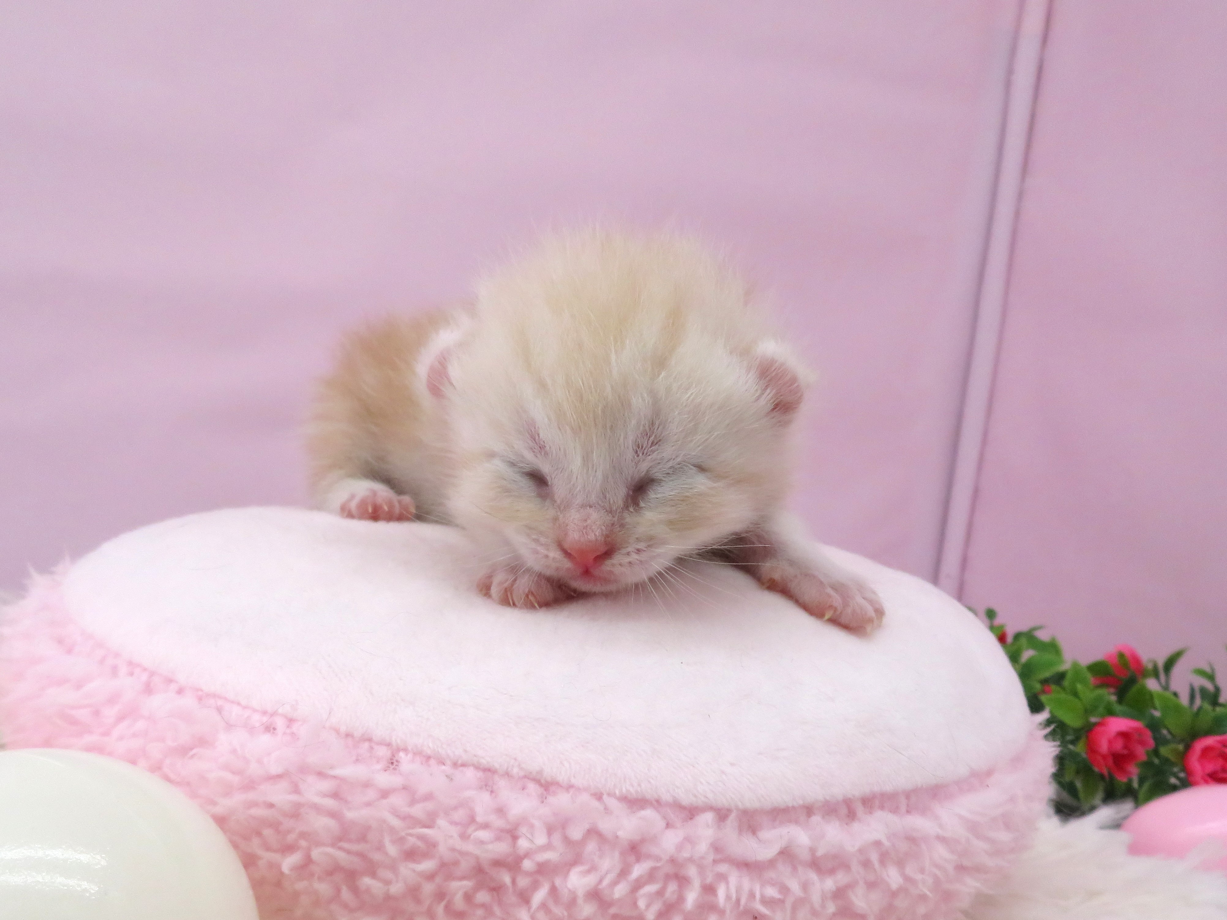 アメリカンカール