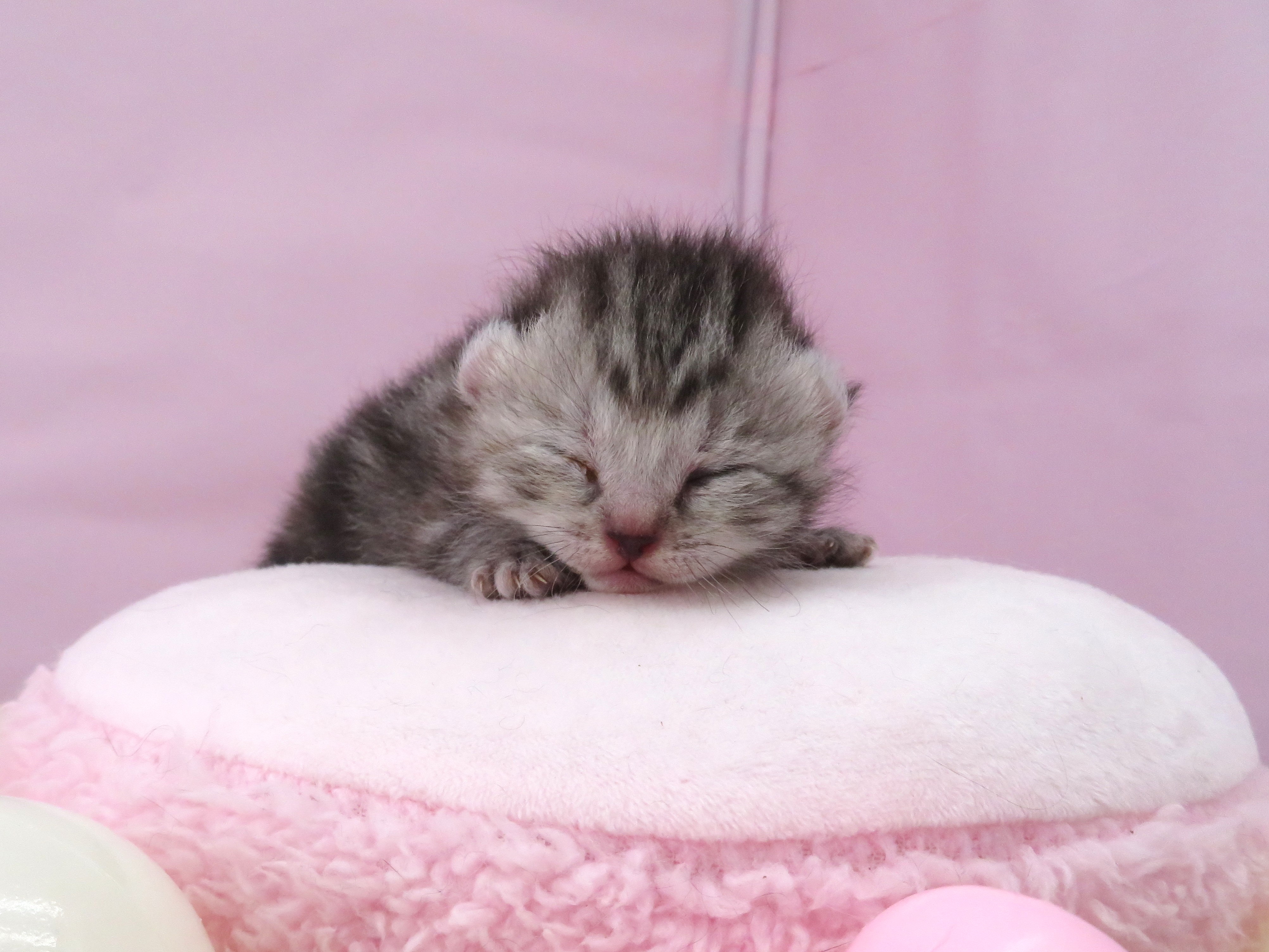 アメリカンカール