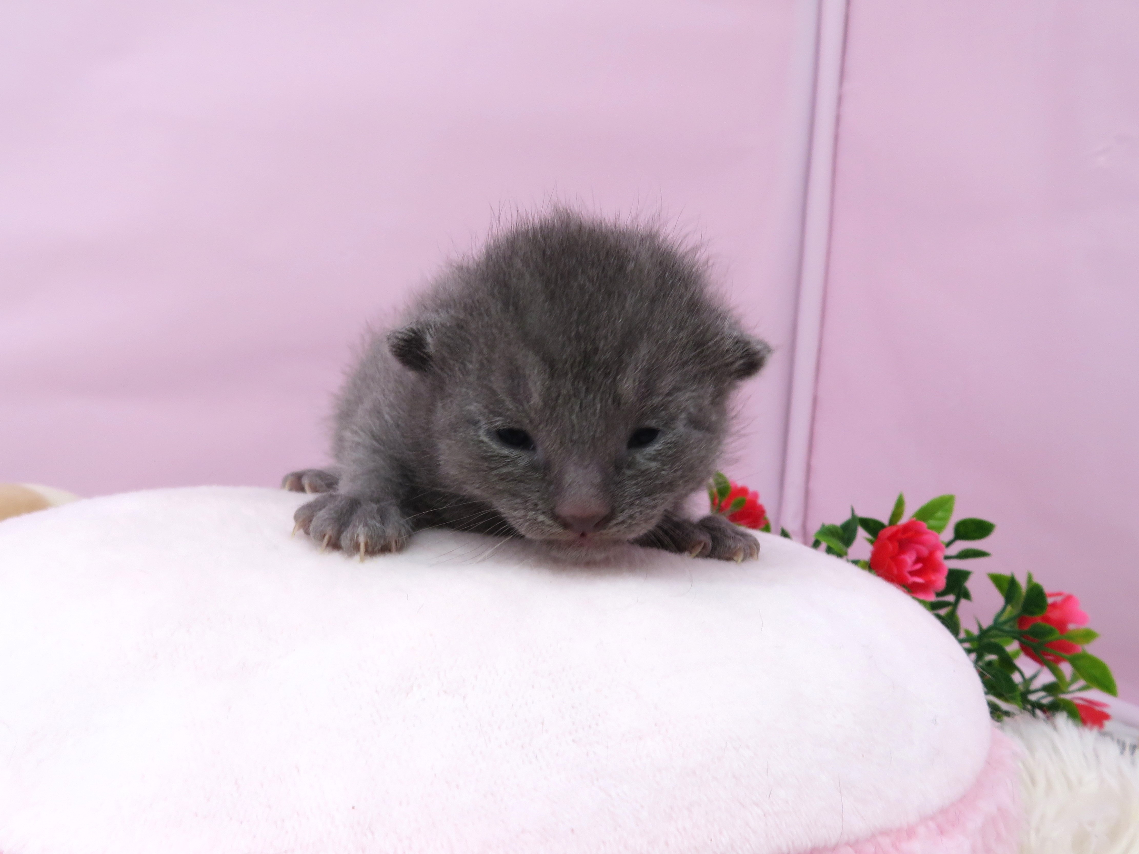 ロシアンブルー