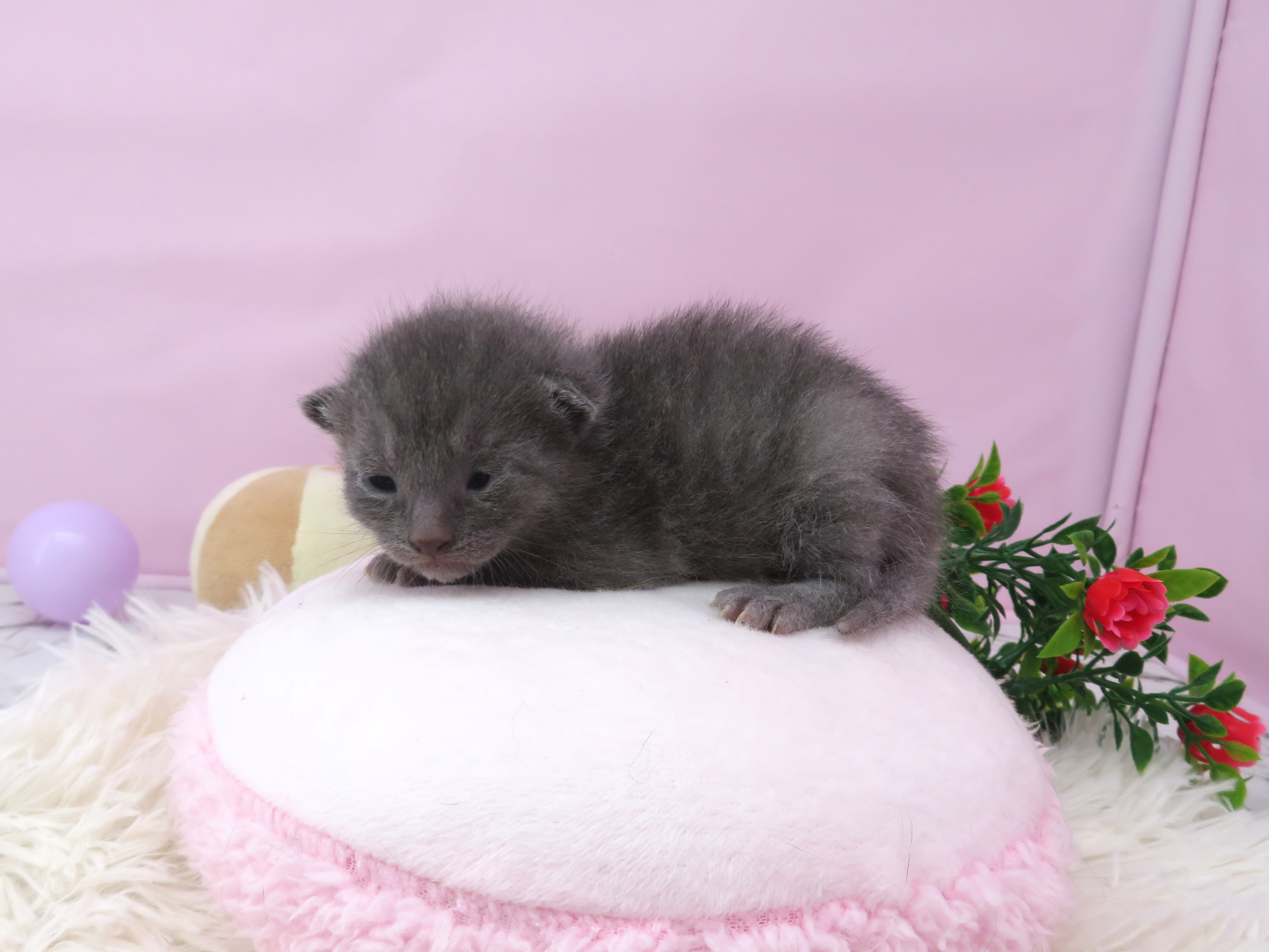 赤ちゃん写真1-2