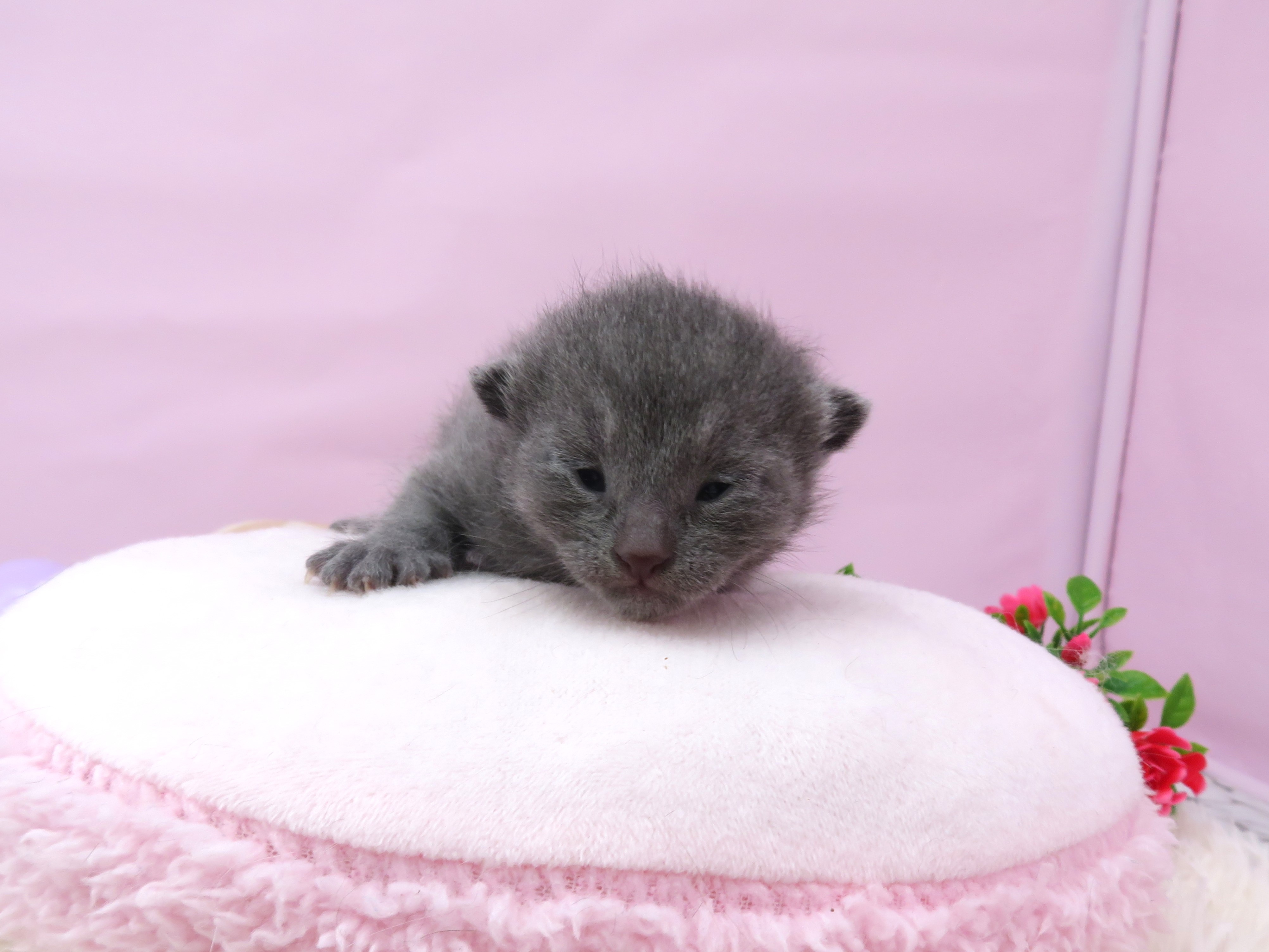 ロシアンブルー