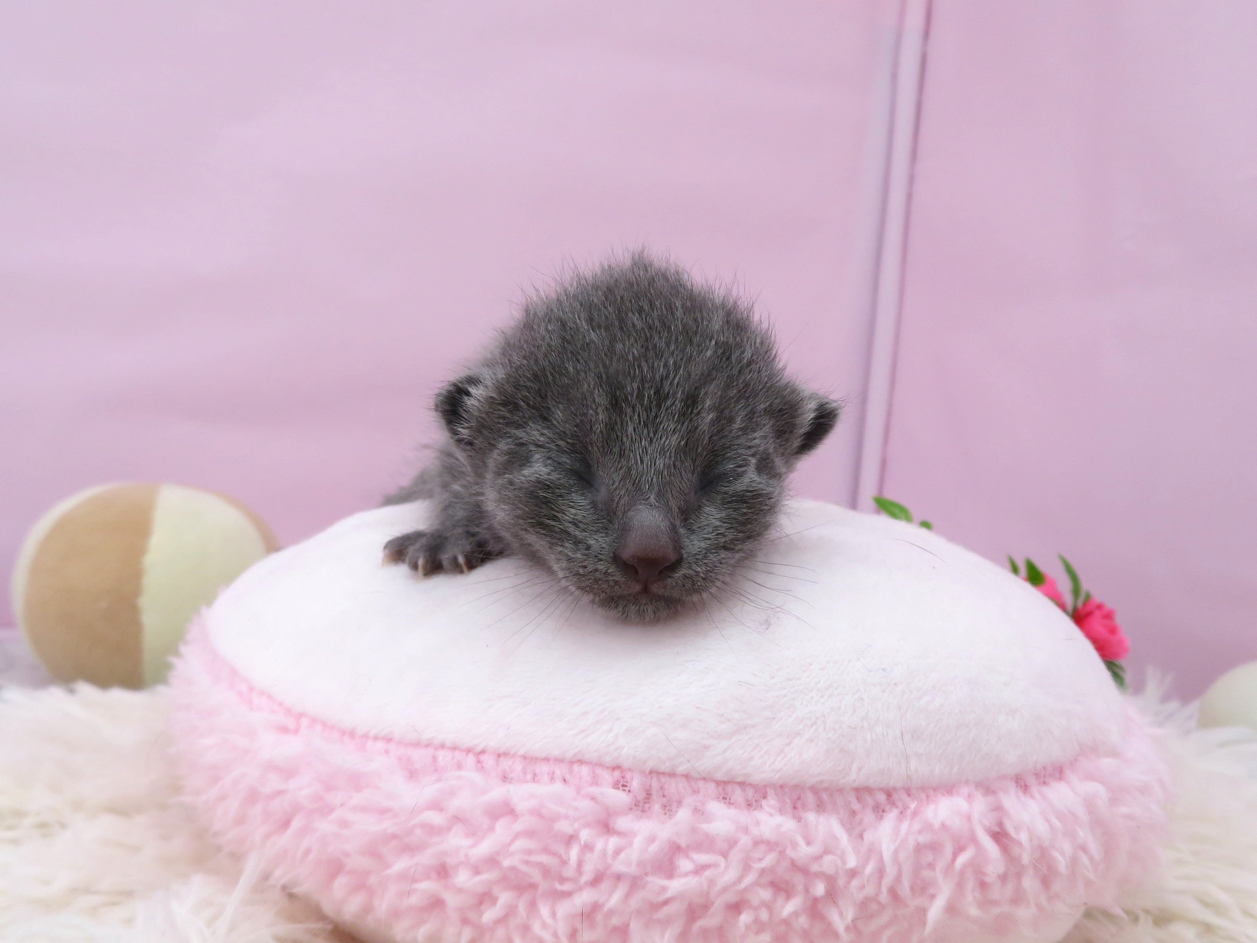 ロシアンブルー