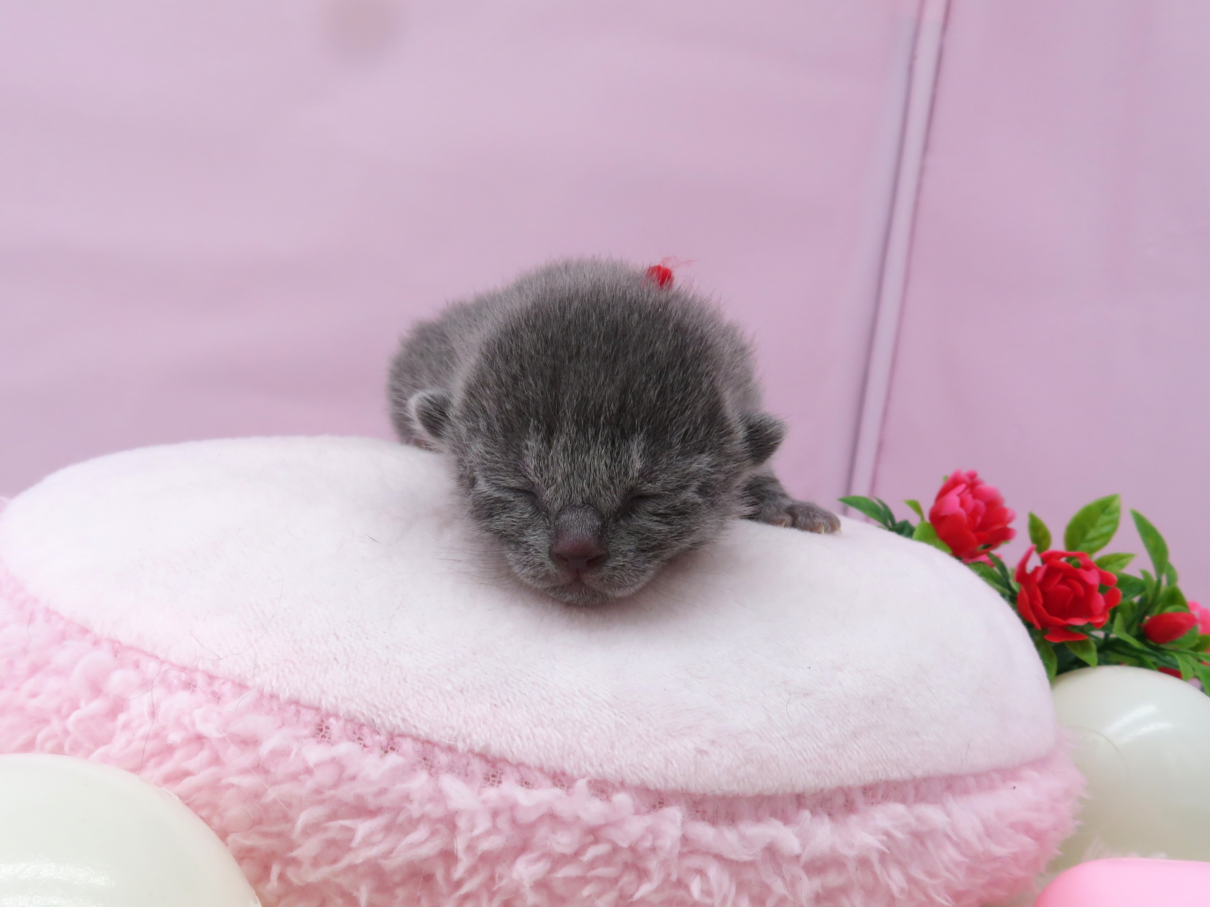 ロシアンブルー