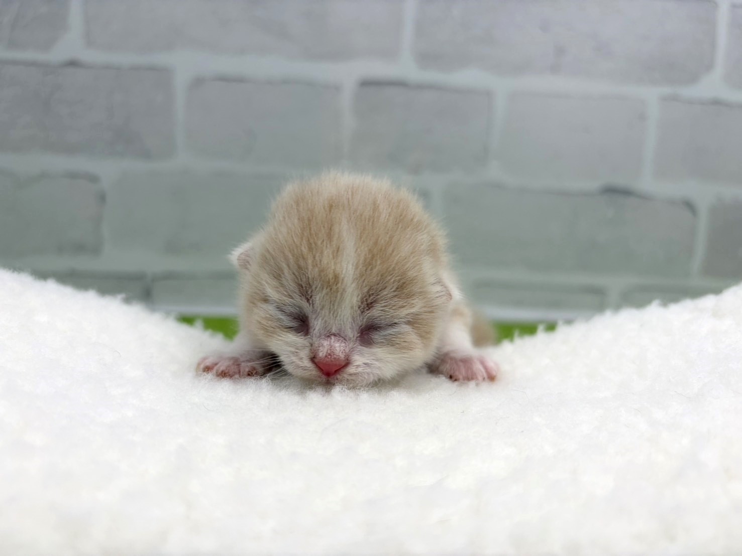 スコティッシュフォールド