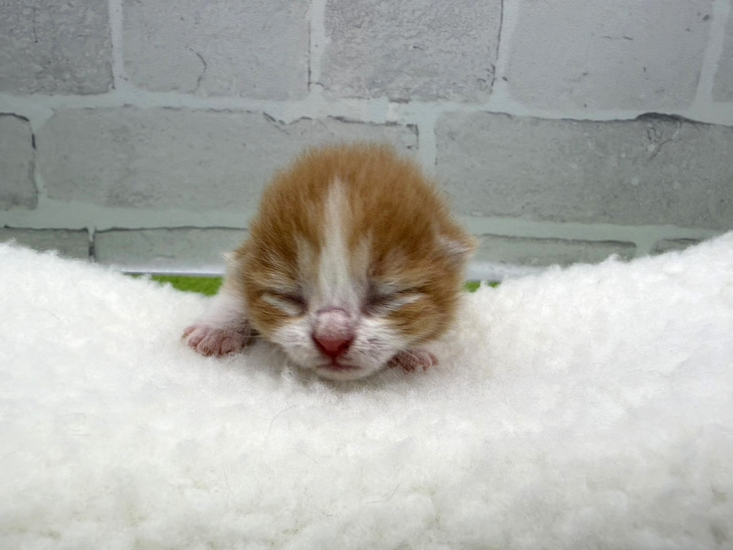 スコティッシュフォールド