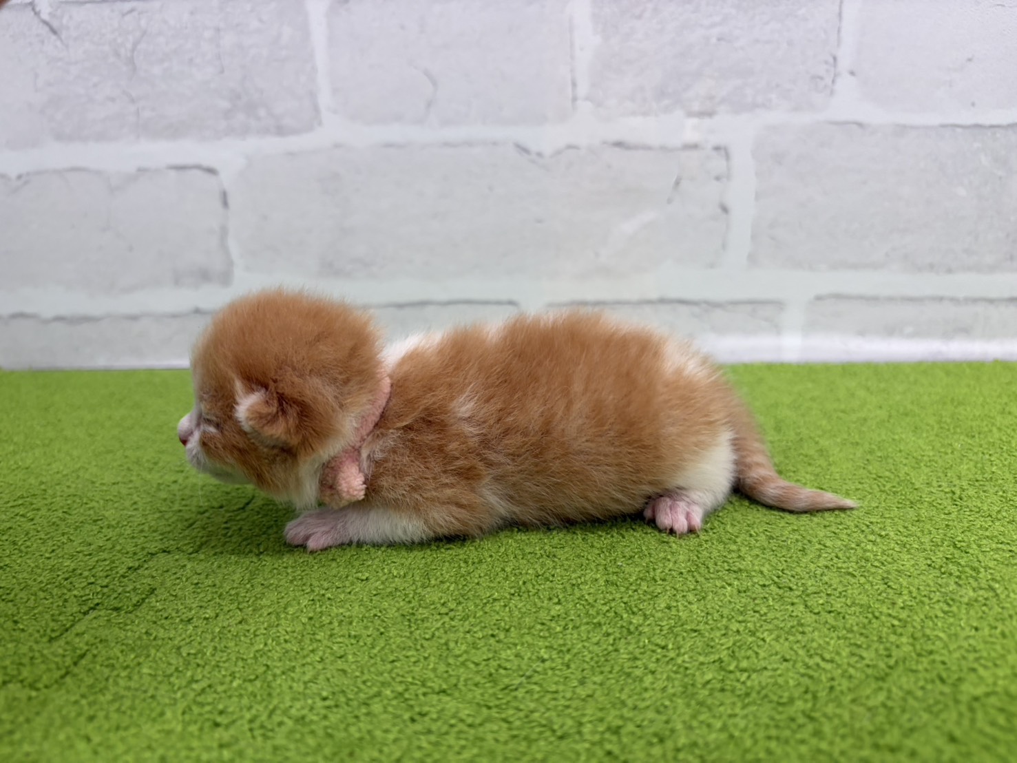 赤ちゃん写真1-2