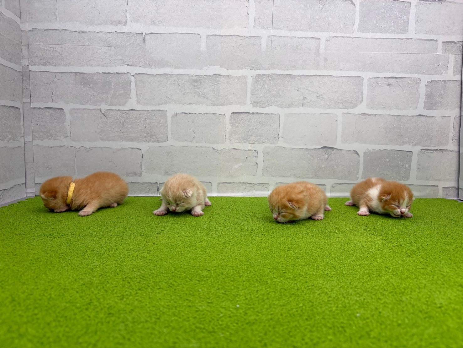 赤ちゃん写真1-3
