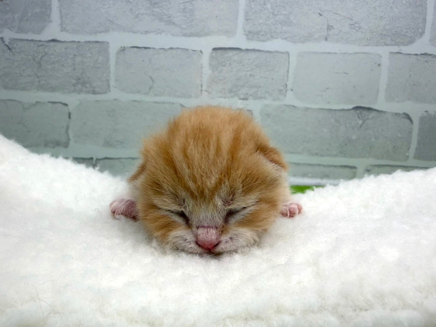 スコティッシュフォールド