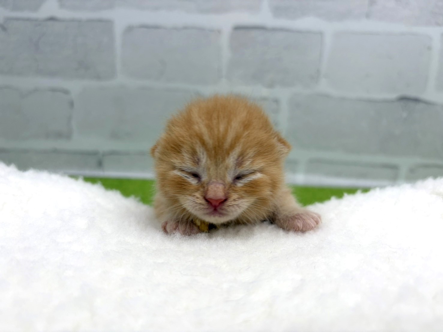 スコティッシュフォールド