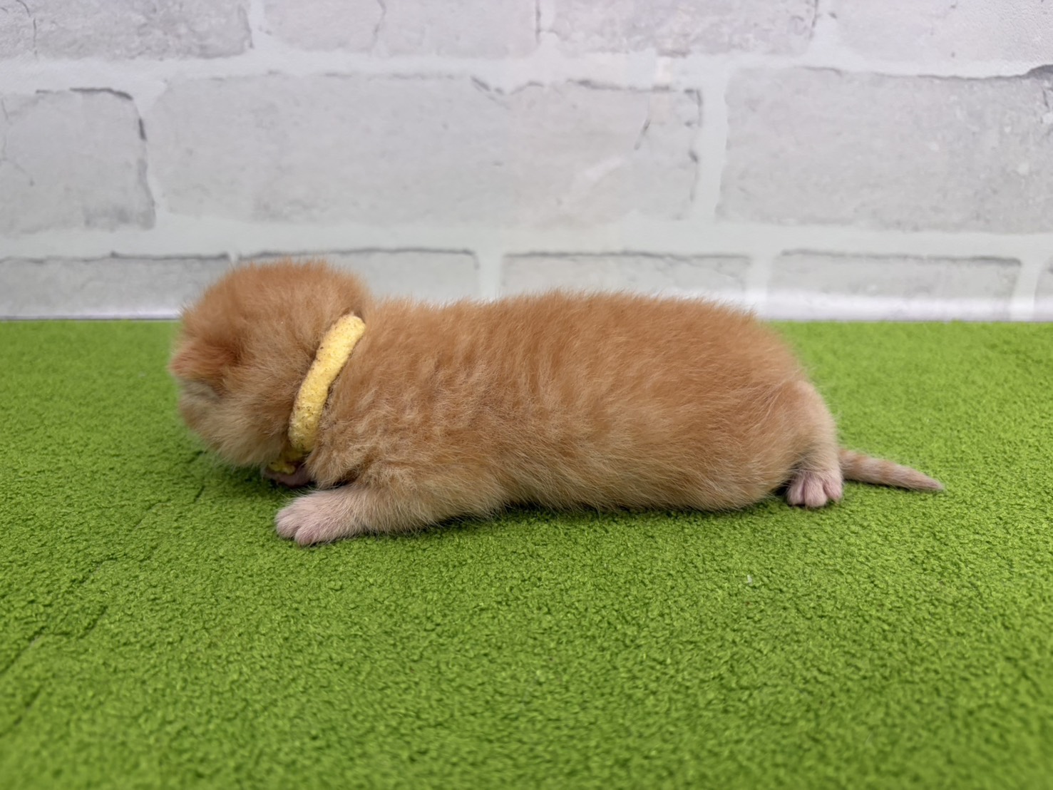 赤ちゃん写真1-2