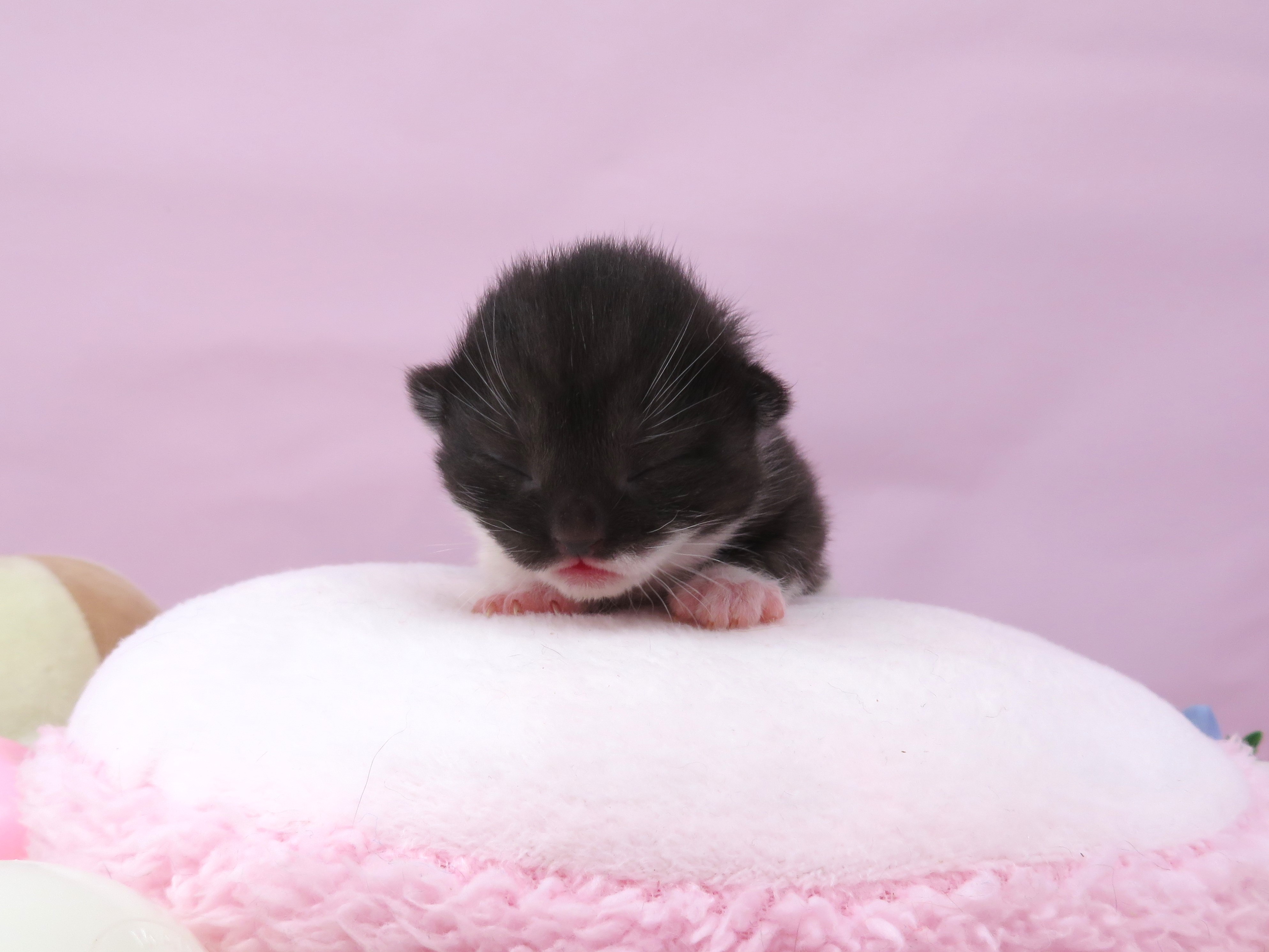 ブリティッシュショートヘアー