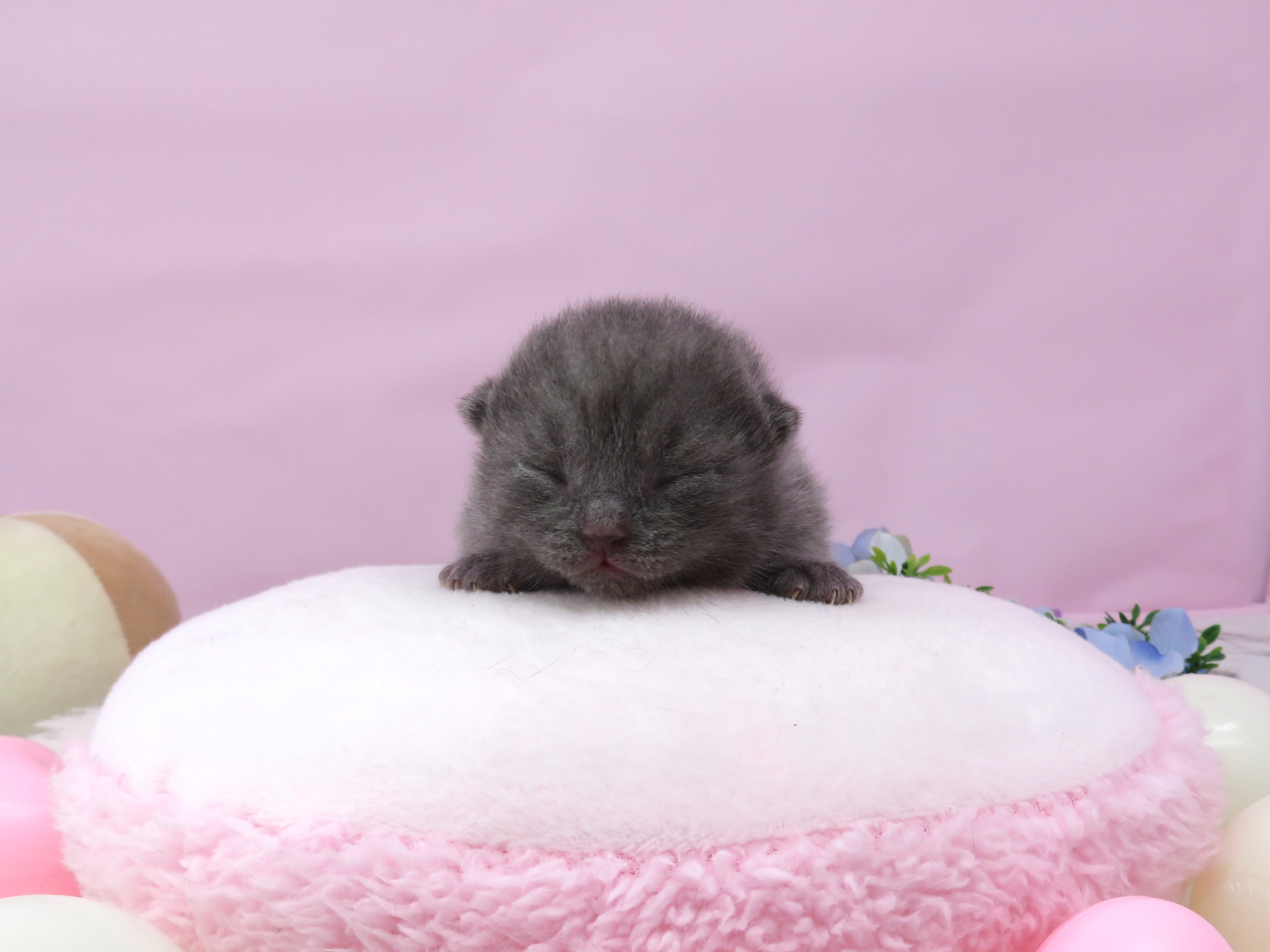 ブリティッシュショートヘアー