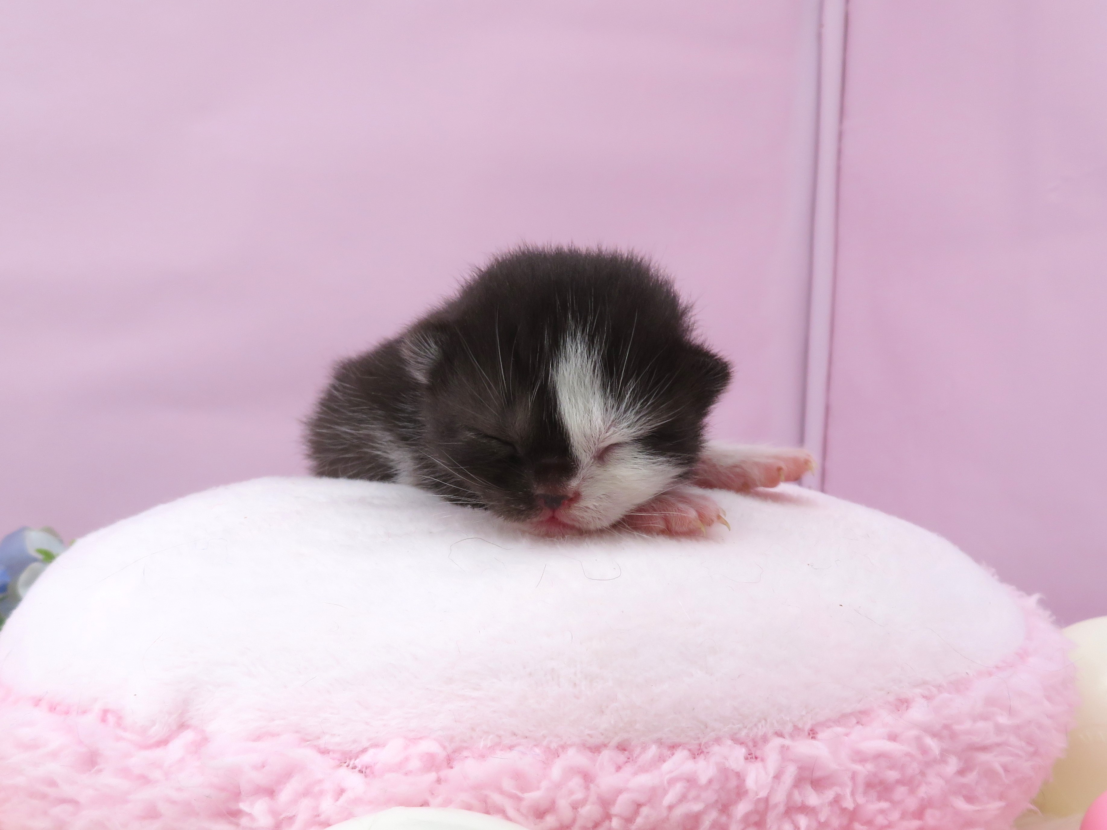 ブリティッシュショートヘアー