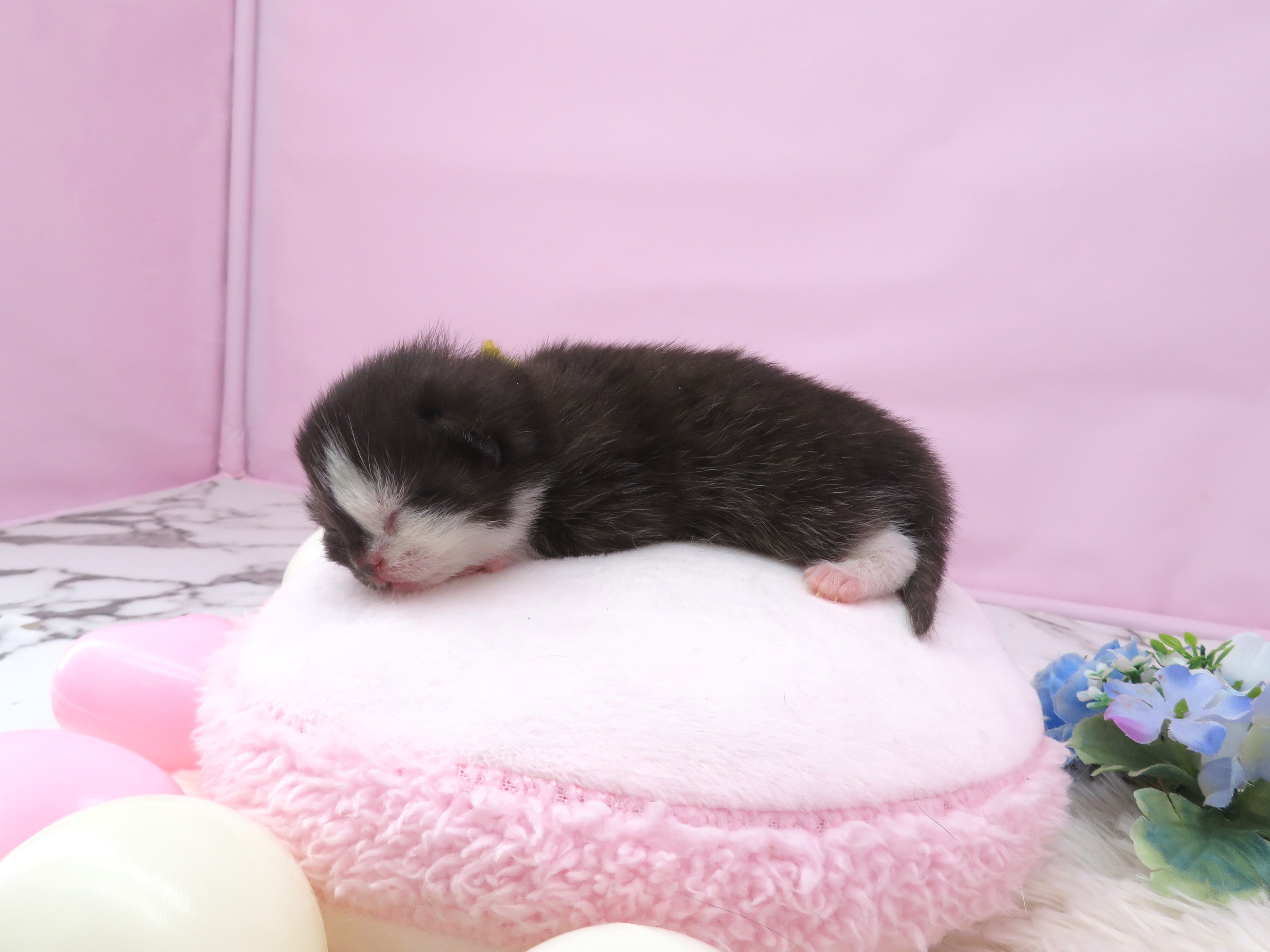 赤ちゃん写真1-2