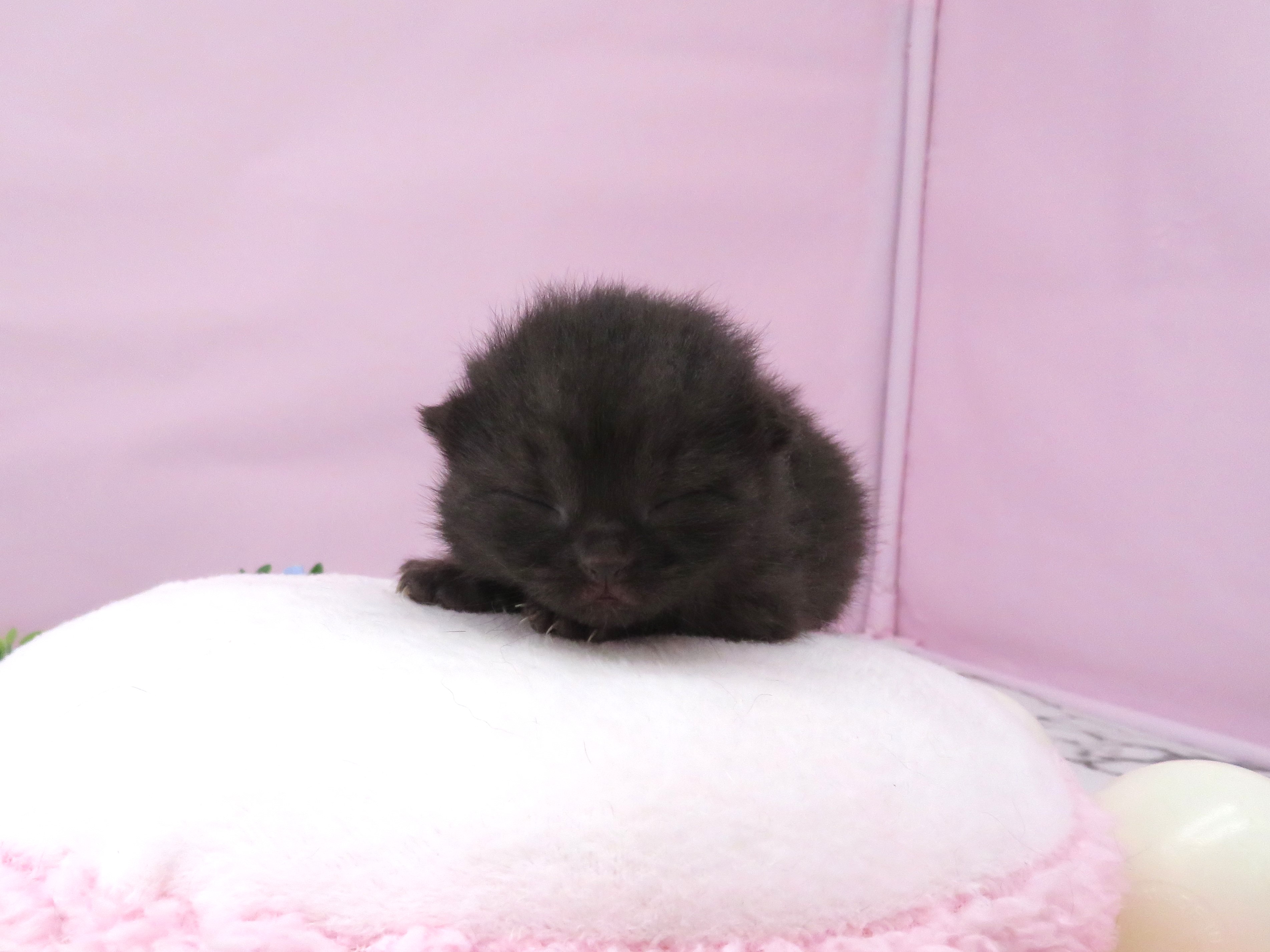 ブリティッシュショートヘアー