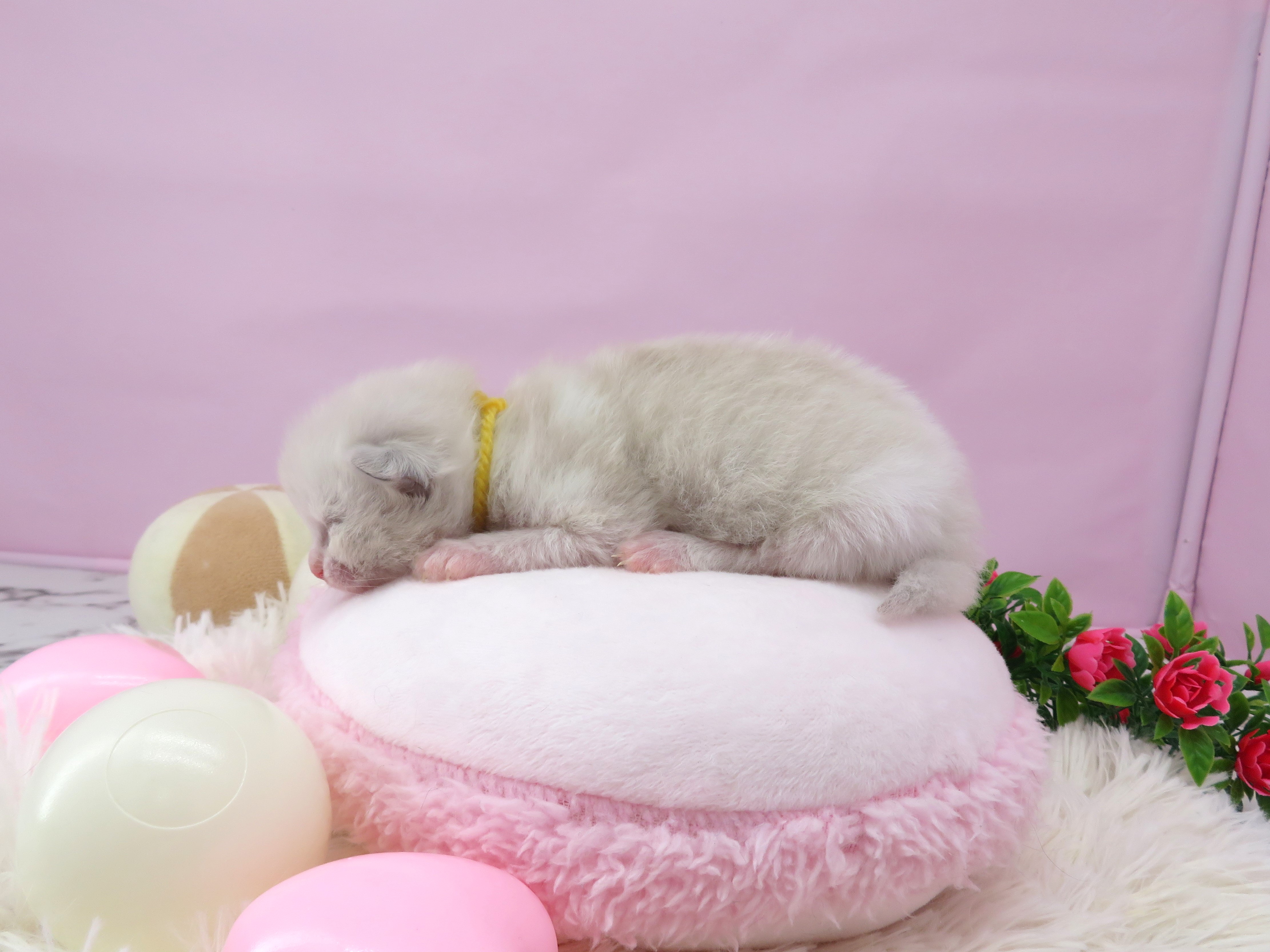 赤ちゃん写真1-2
