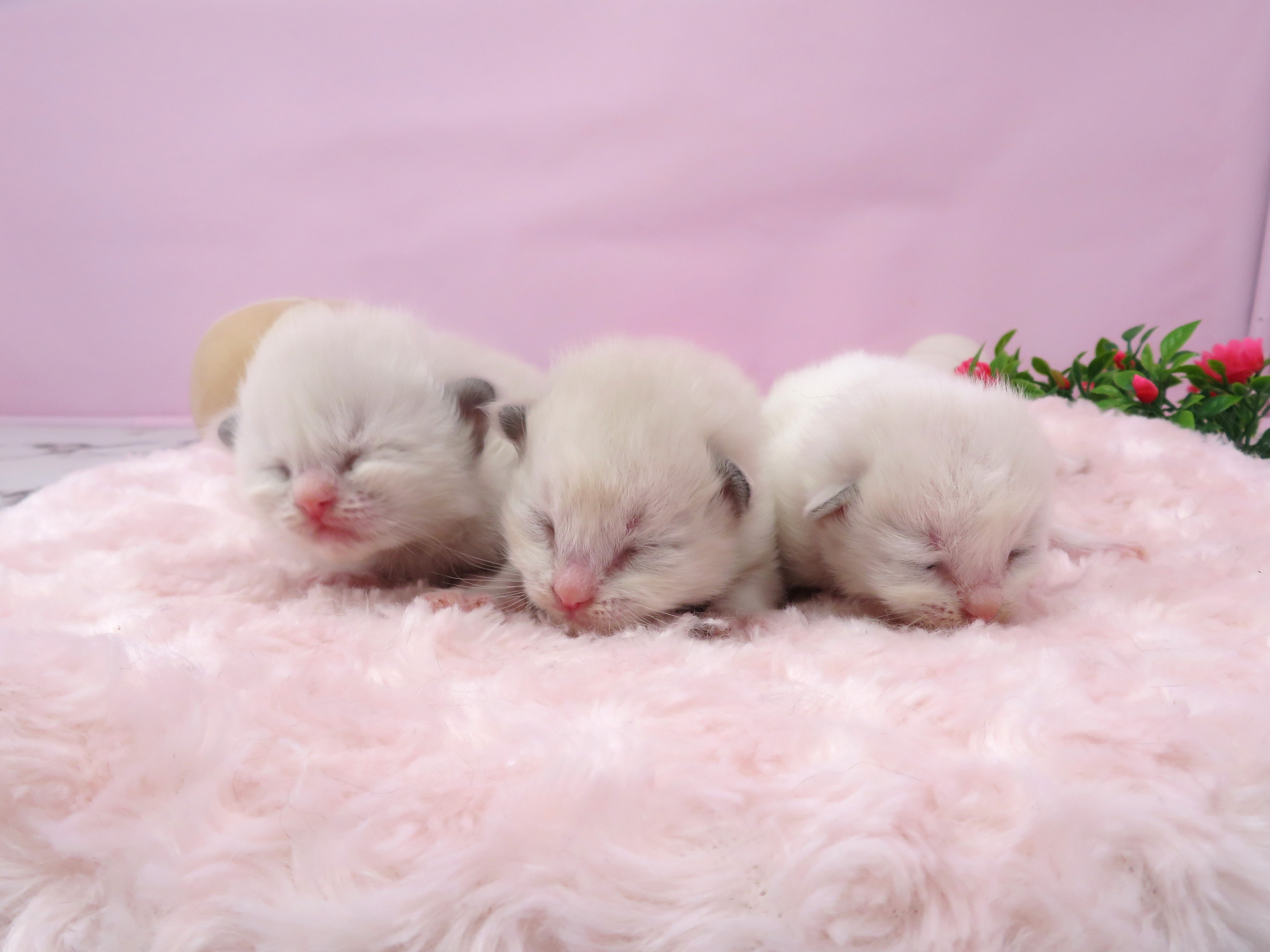赤ちゃん写真1-3