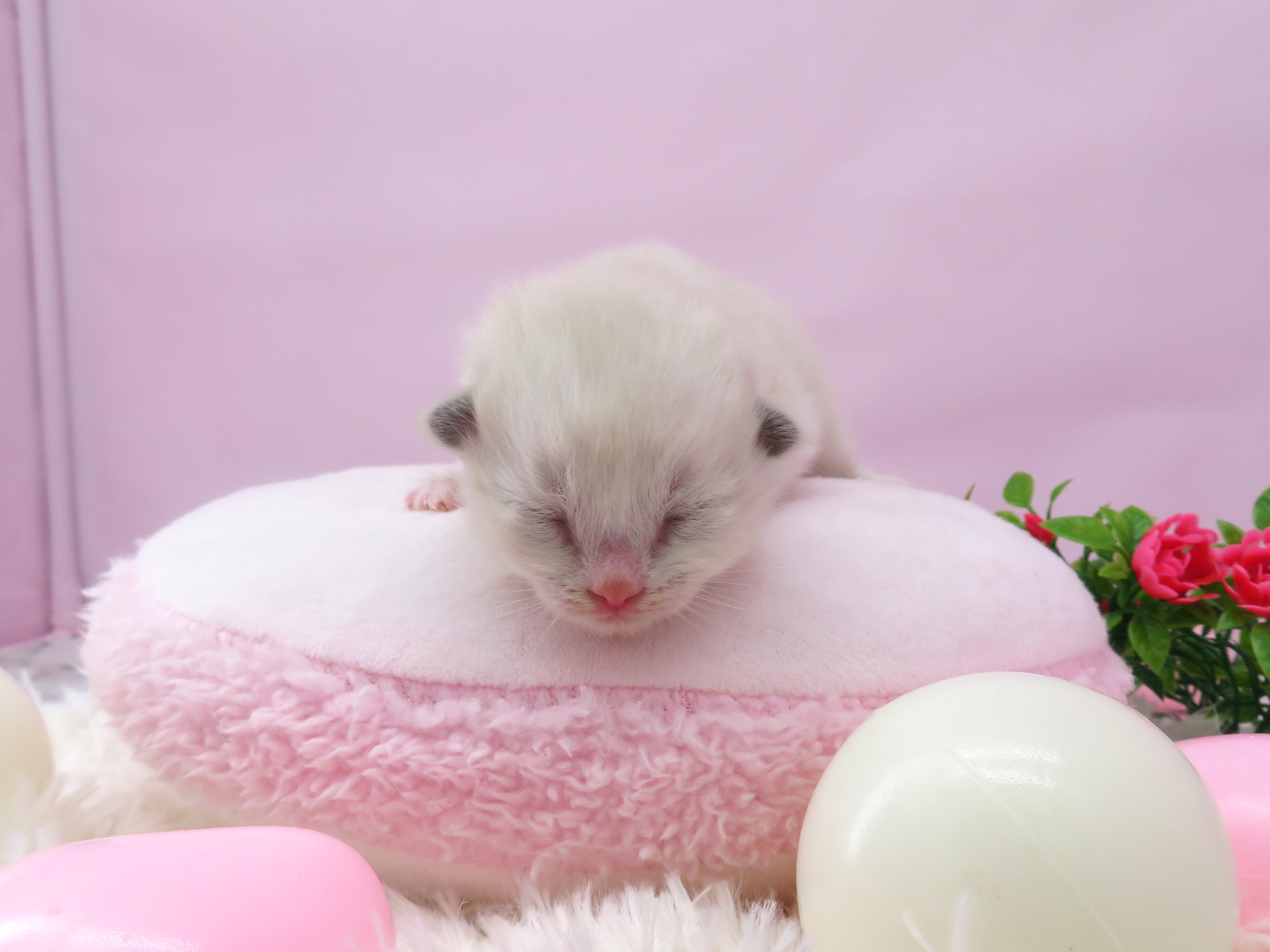 赤ちゃん写真1-1