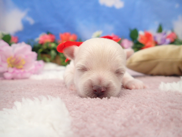 チワワ（ロングコート）